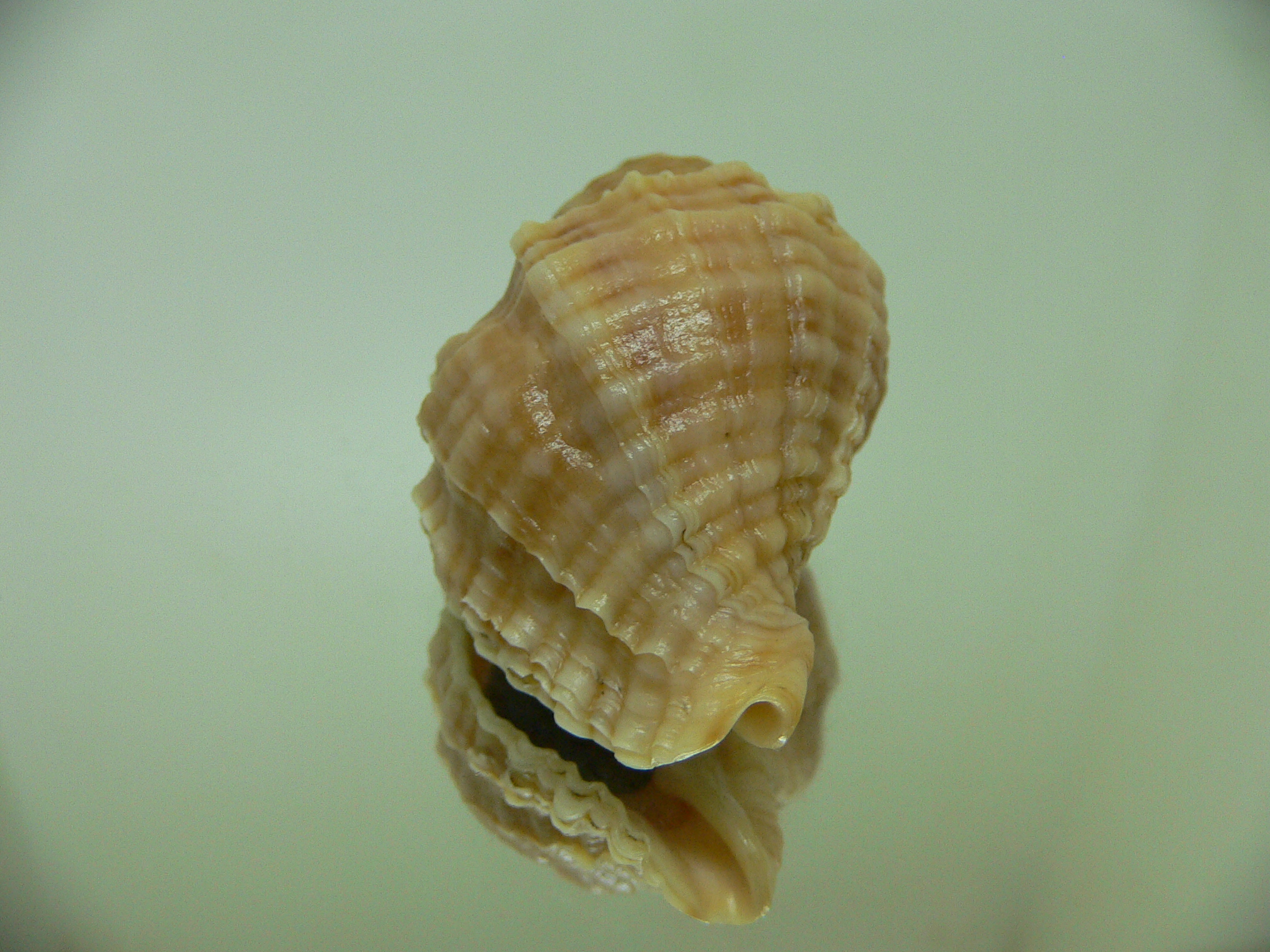 Nucella freycinetii elongata (var.) COLOR & STRIPES