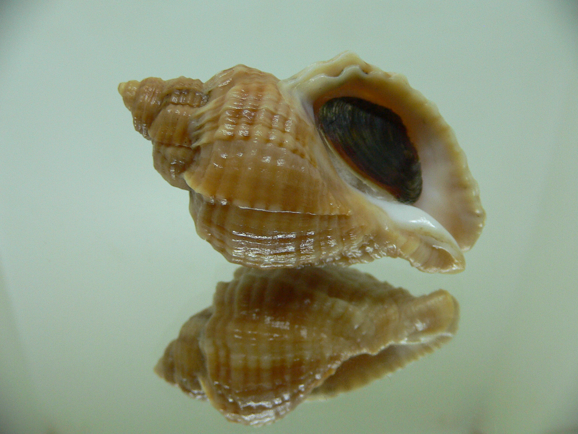 Nucella freycinetii elongata (var.) COLOR & STRIPES