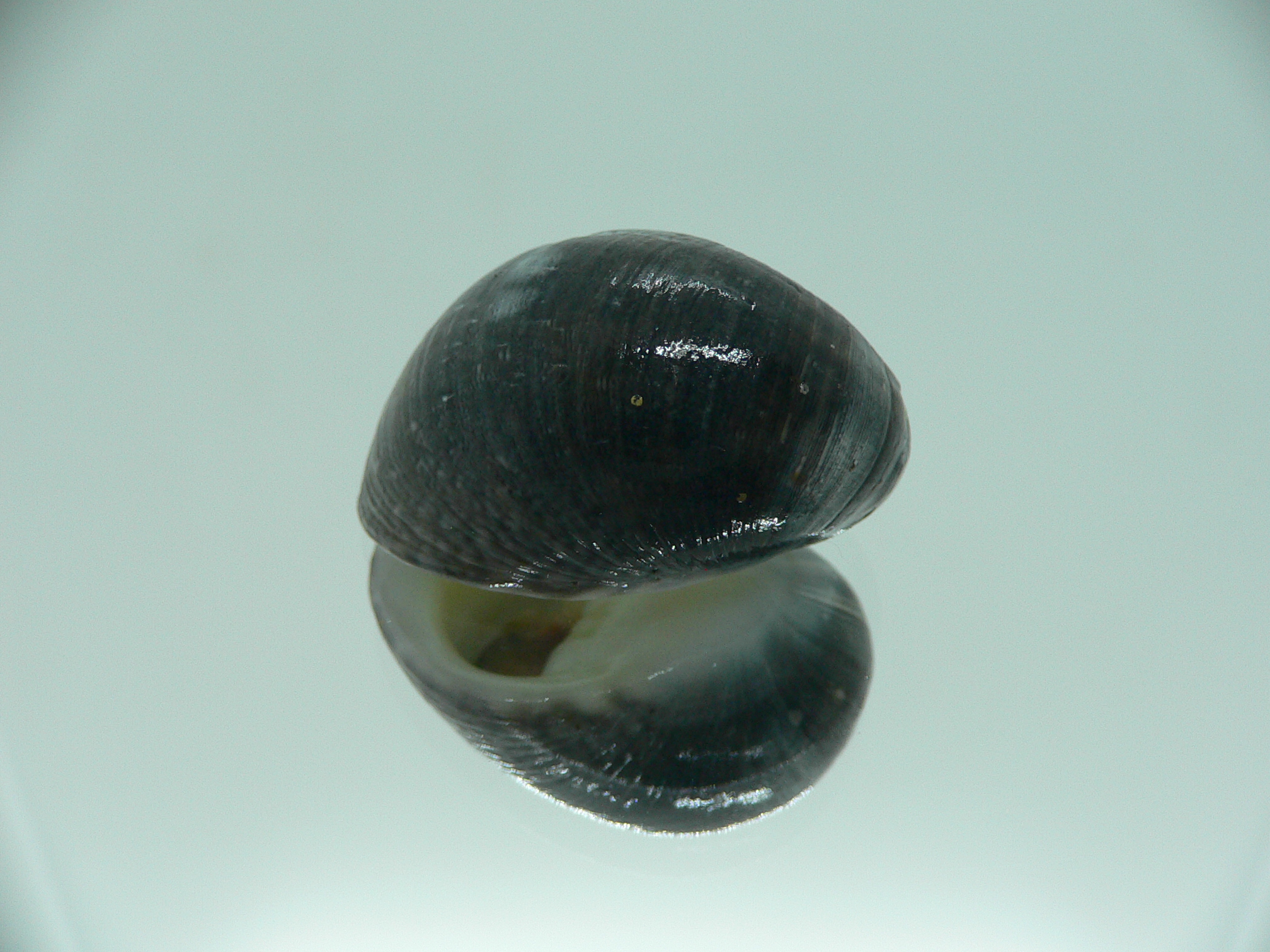 Nerita litterata NIGER & BIG