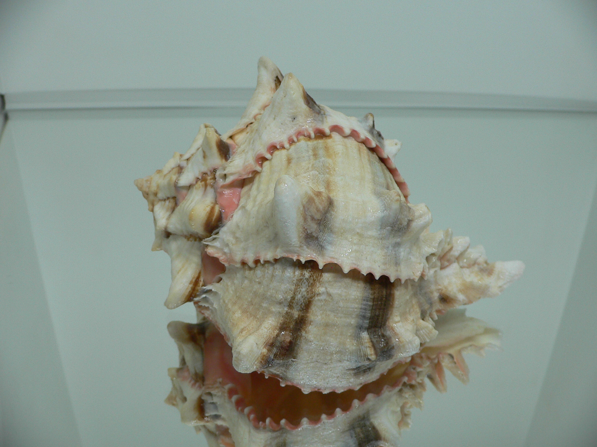 Hexaplex brassica BIG MONSTER