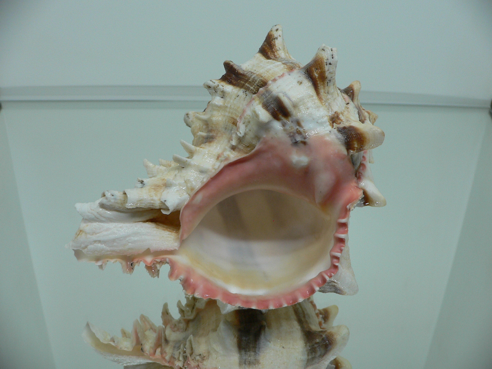 Hexaplex brassica BIG MONSTER