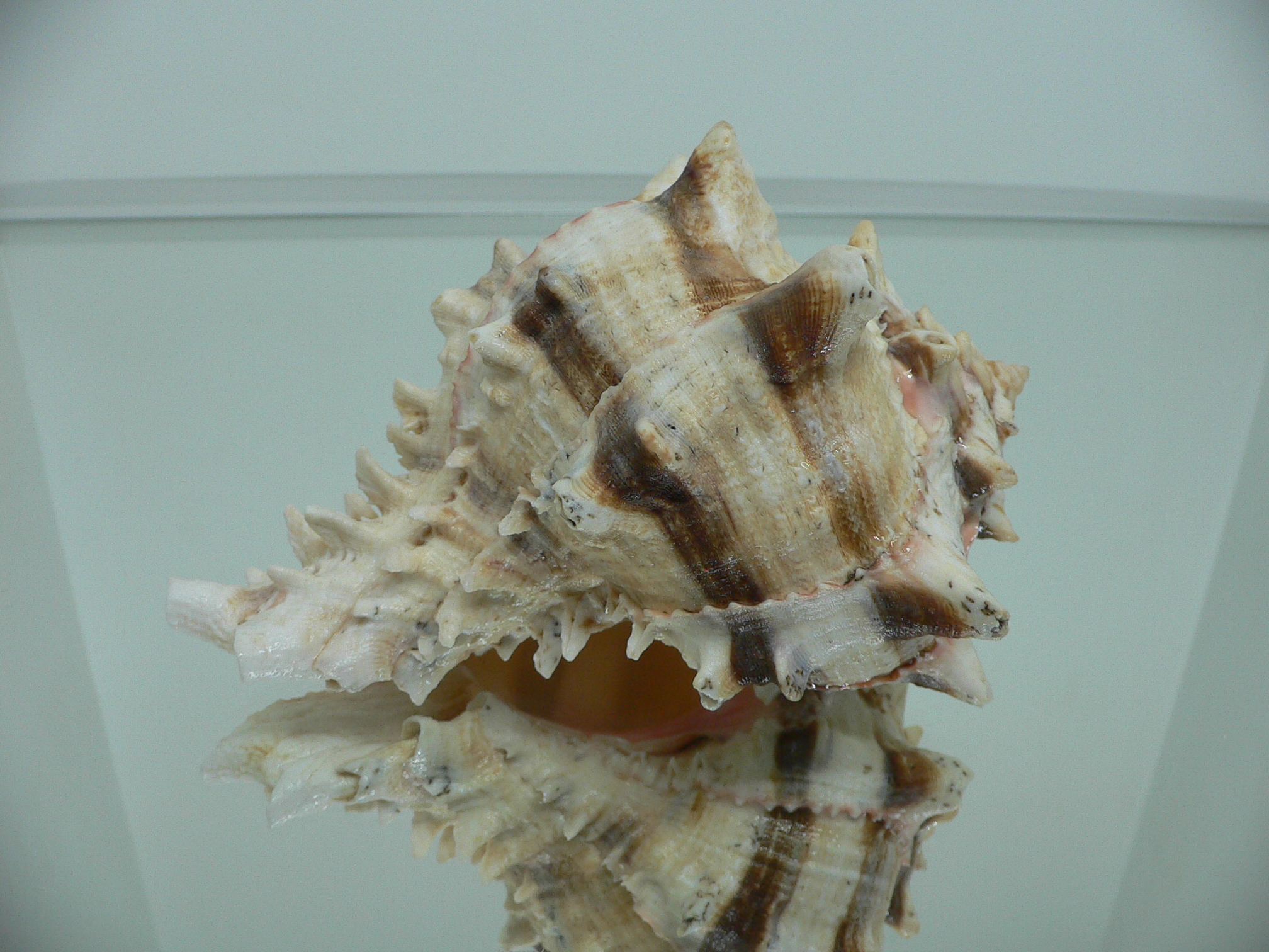 Hexaplex brassica BIG MONSTER