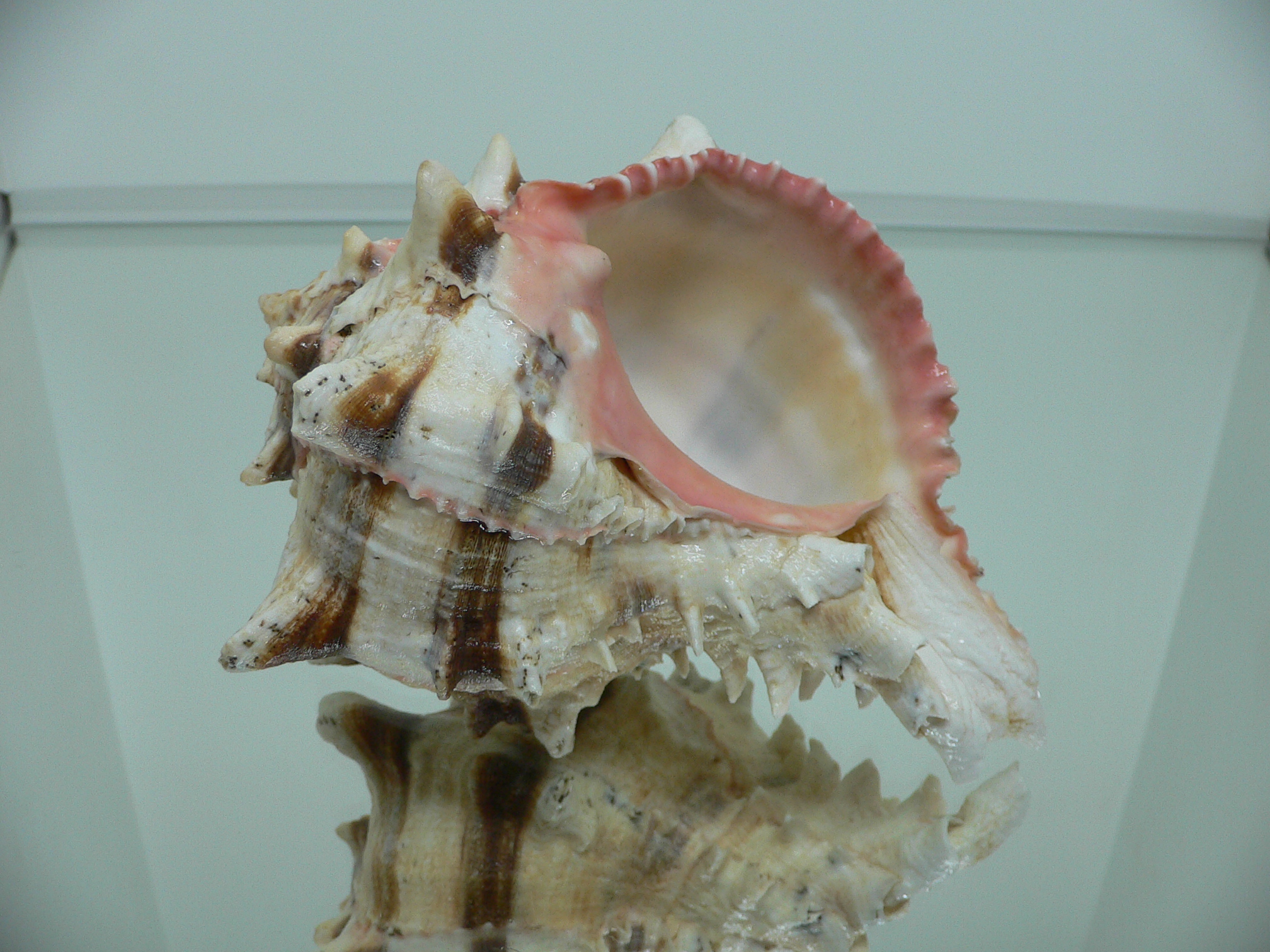 Hexaplex brassica BIG MONSTER