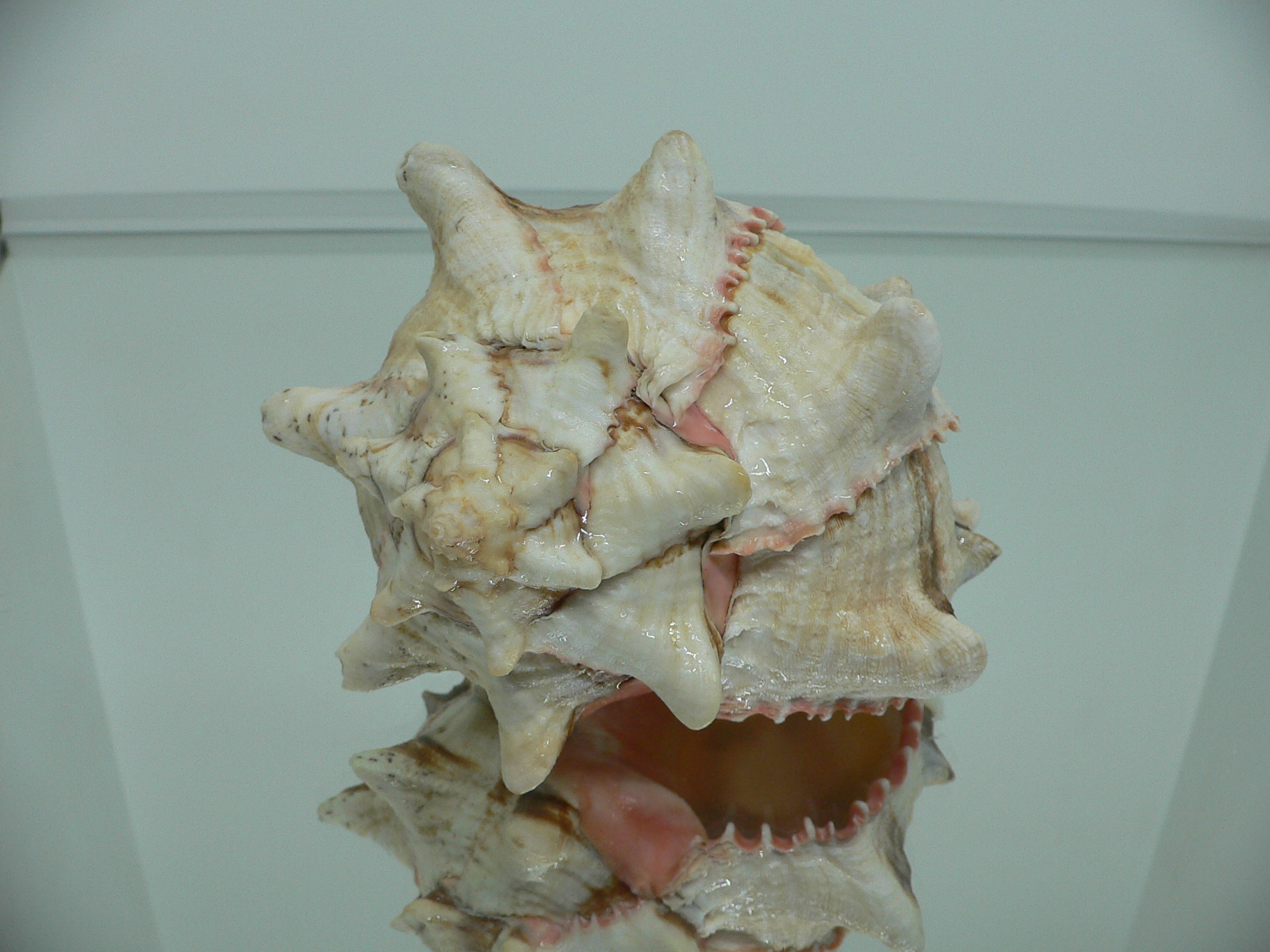 Hexaplex brassica BIG MONSTER