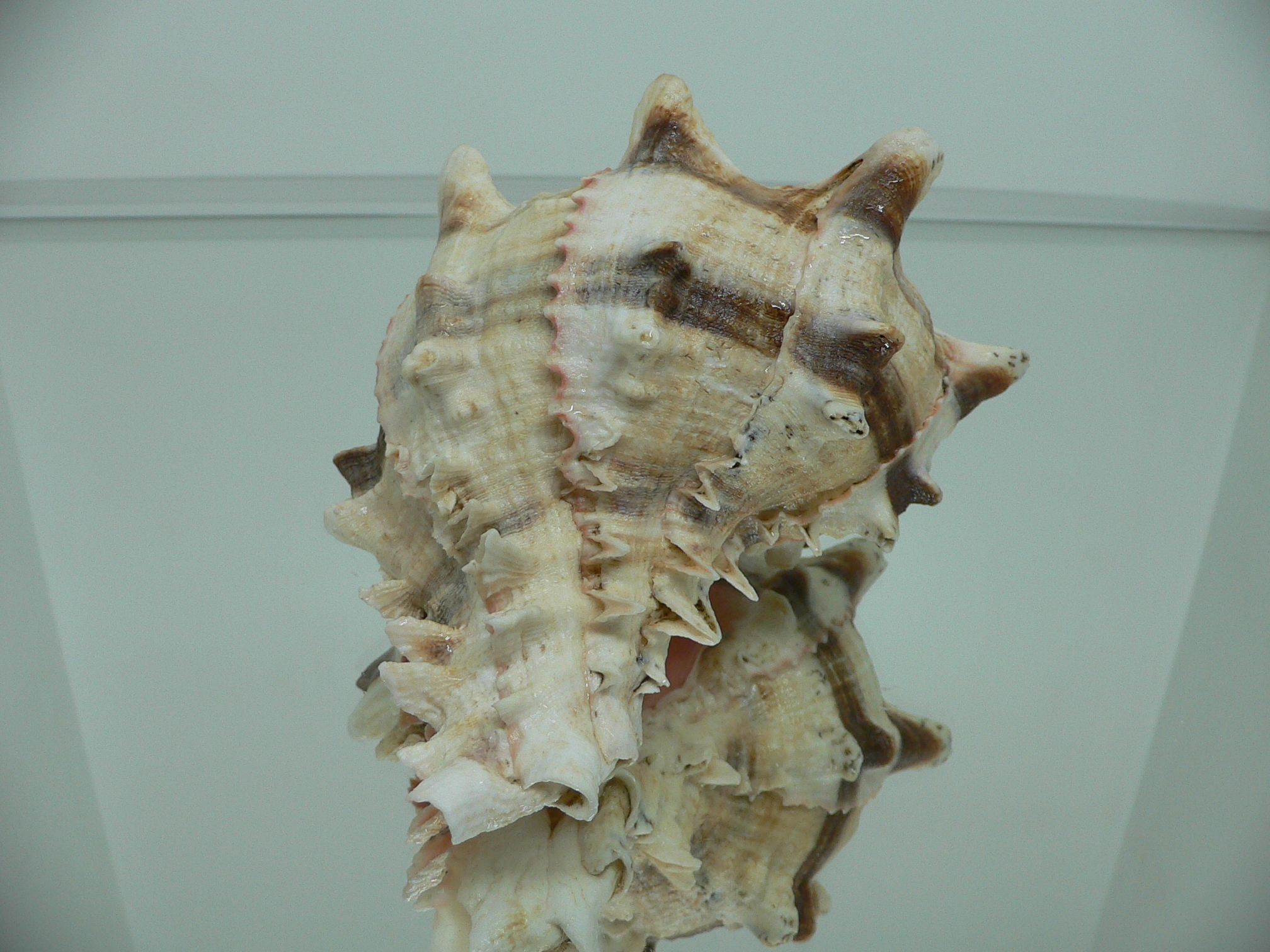 Hexaplex brassica BIG MONSTER