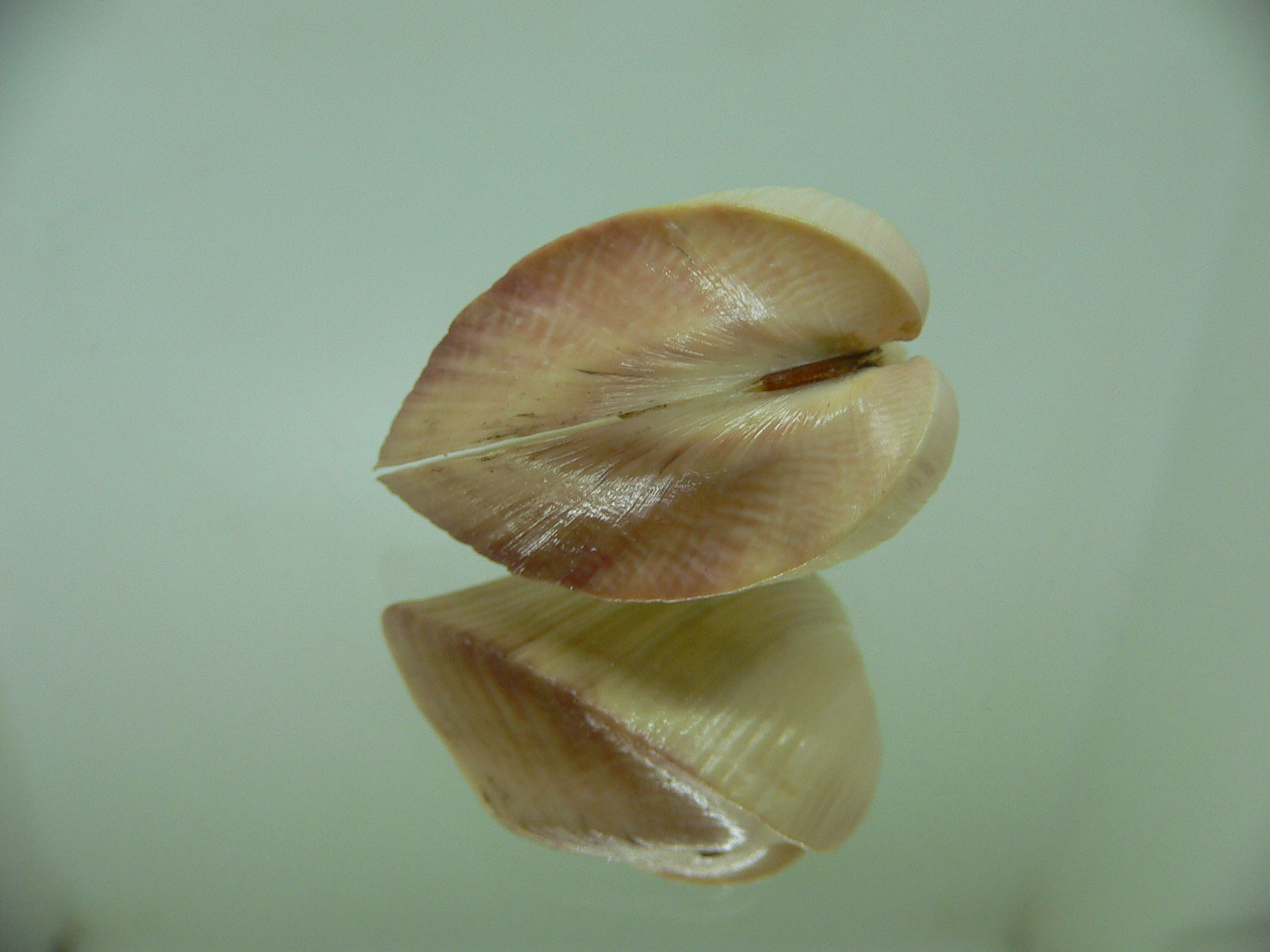 Meiocardia samarangiae PINK