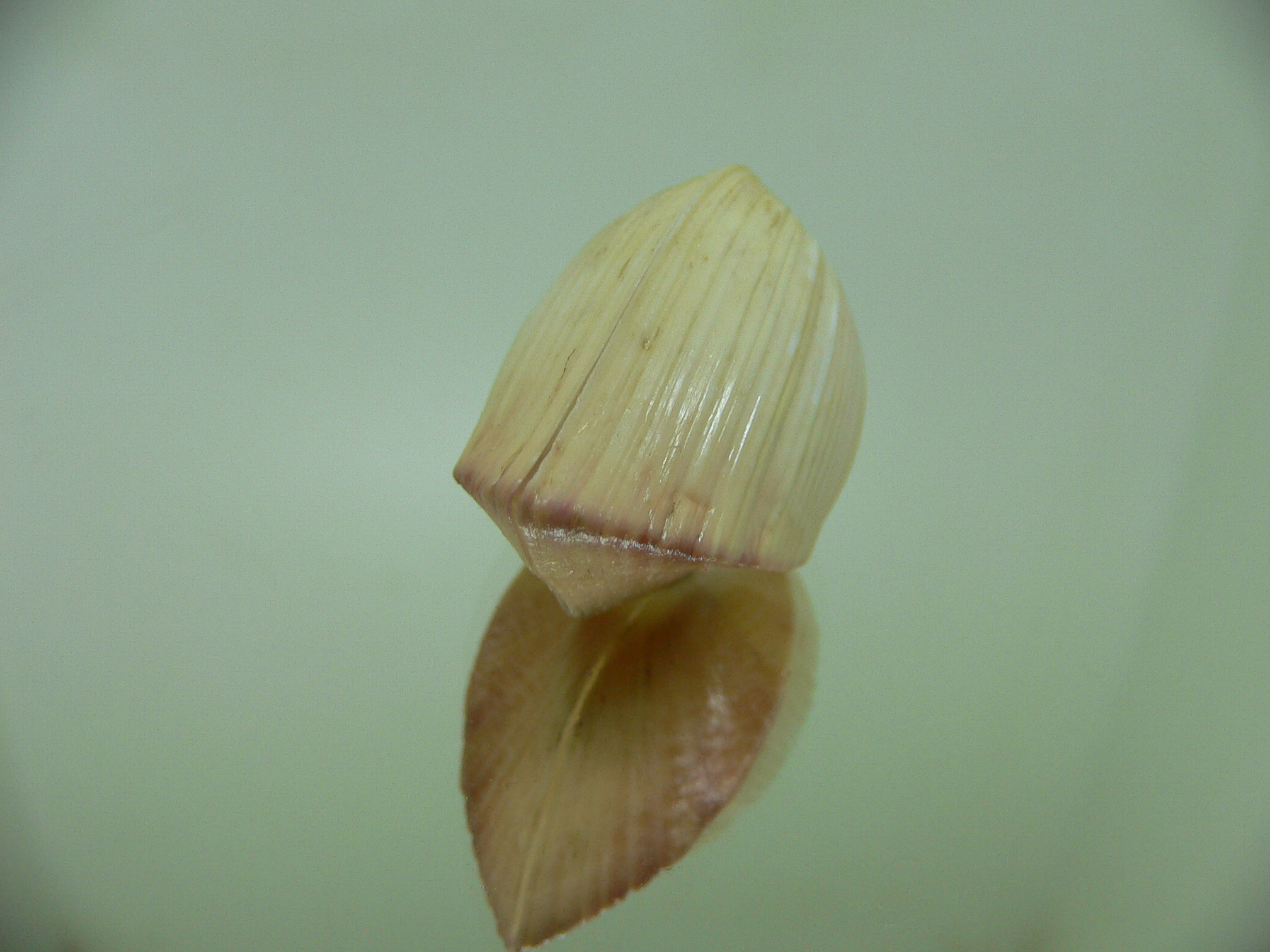 Meiocardia samarangiae PINK