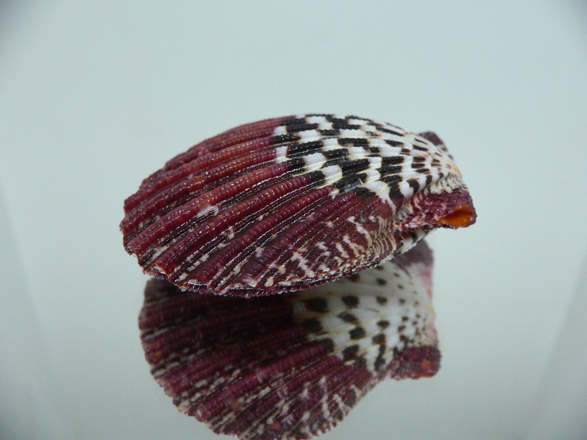 Gloripallium pallium SUPER PATTERN