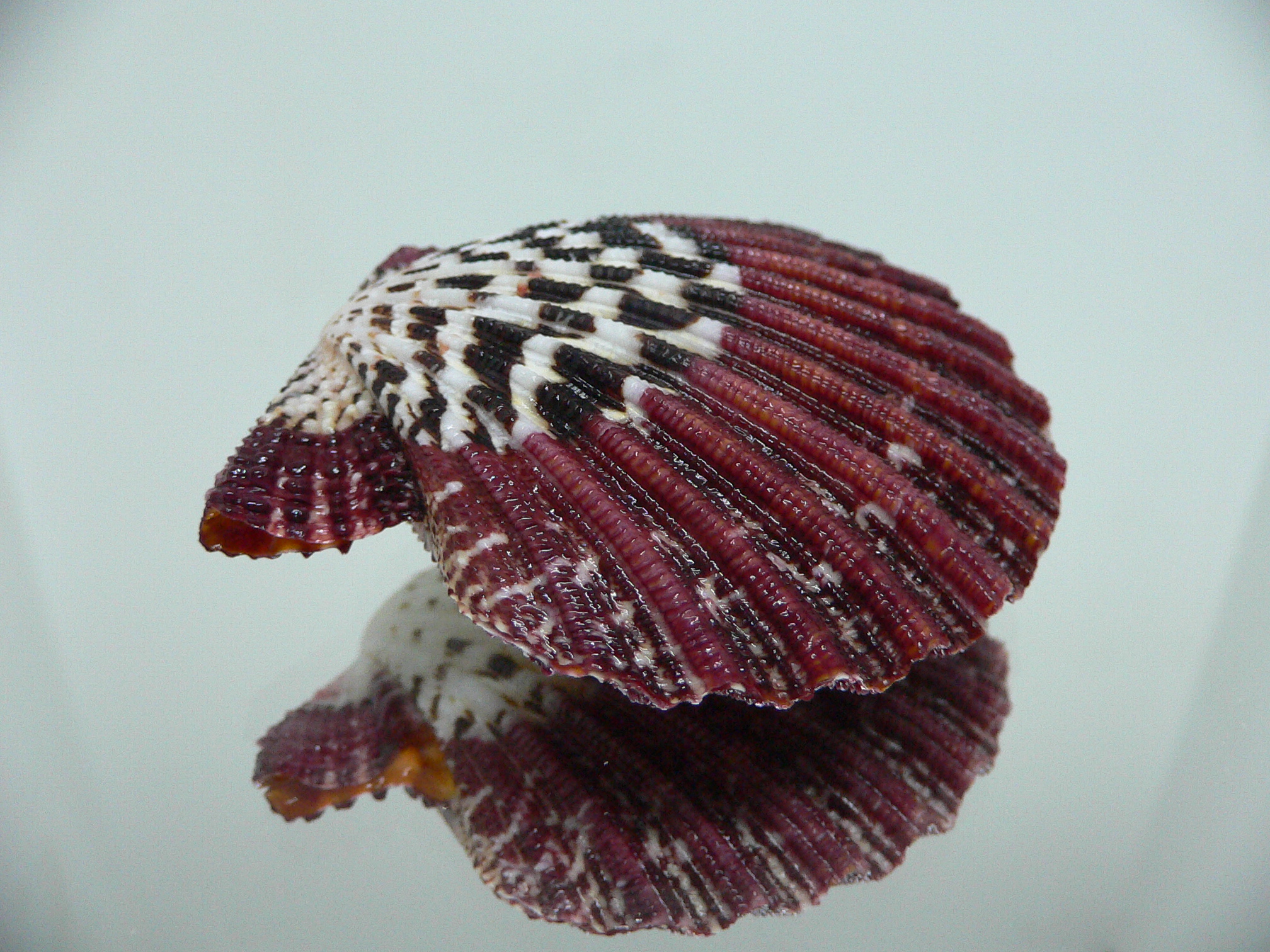 Gloripallium pallium SUPER PATTERN