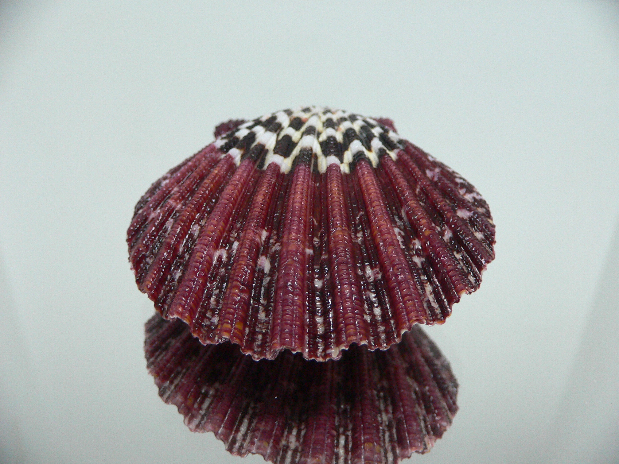 Gloripallium pallium SUPER PATTERN