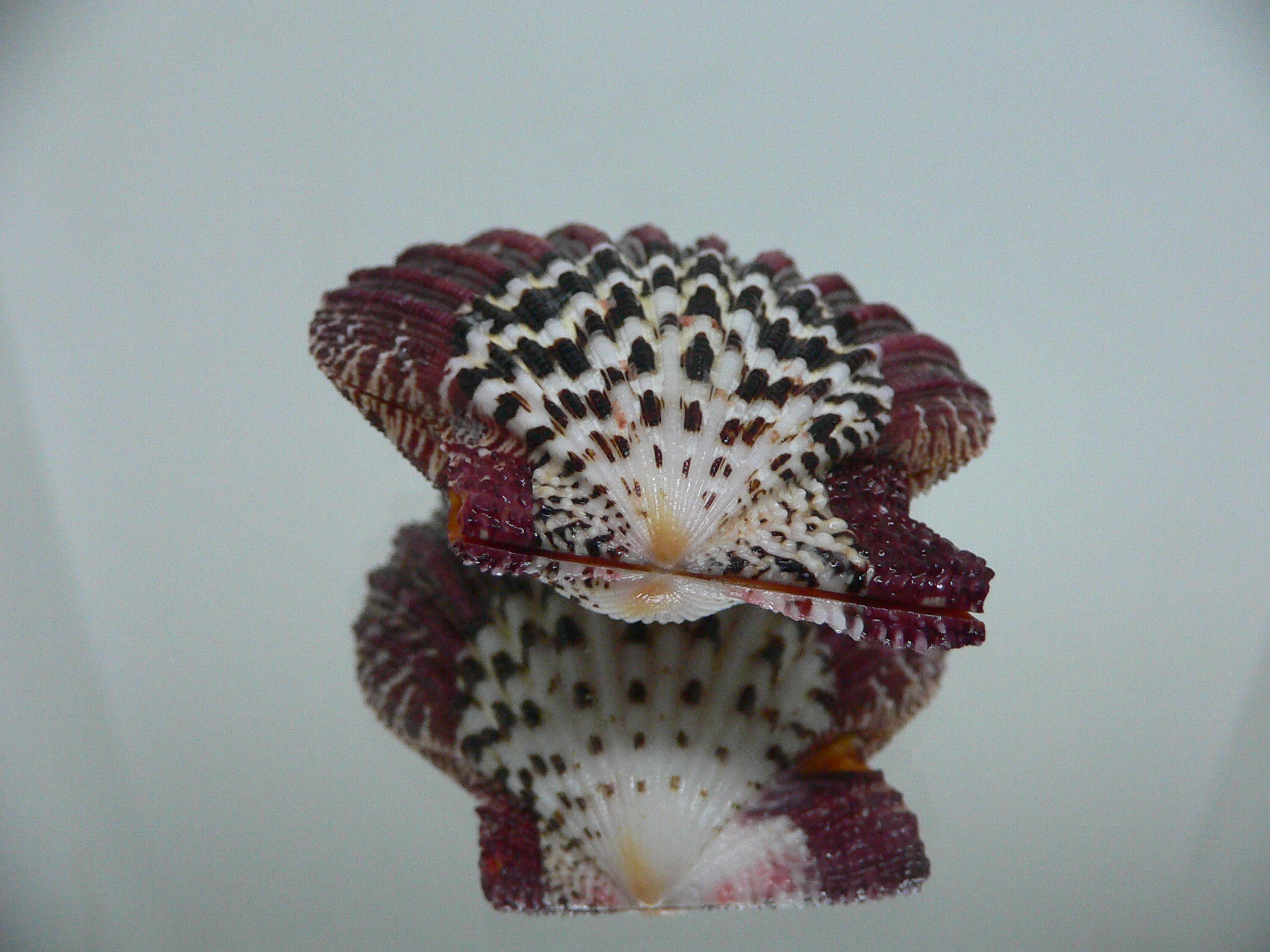 Gloripallium pallium SUPER PATTERN