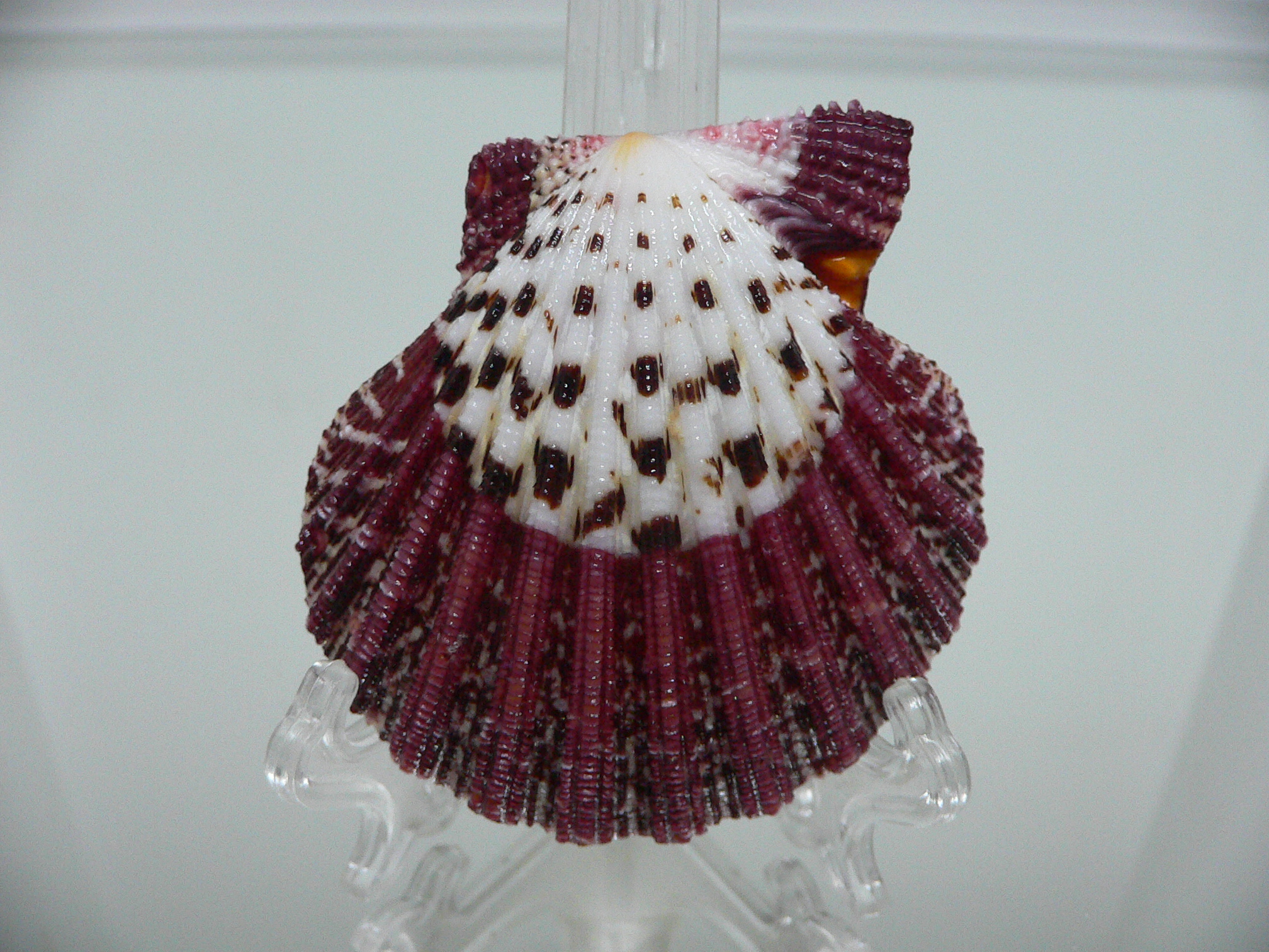 Gloripallium pallium SUPER PATTERN