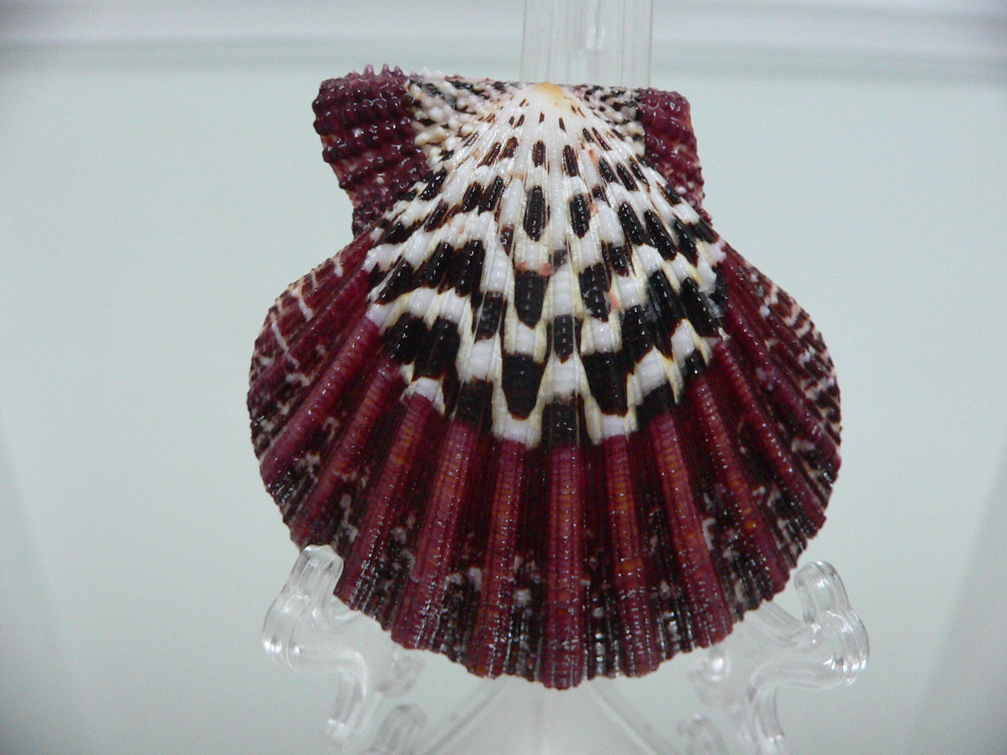 Gloripallium pallium SUPER PATTERN