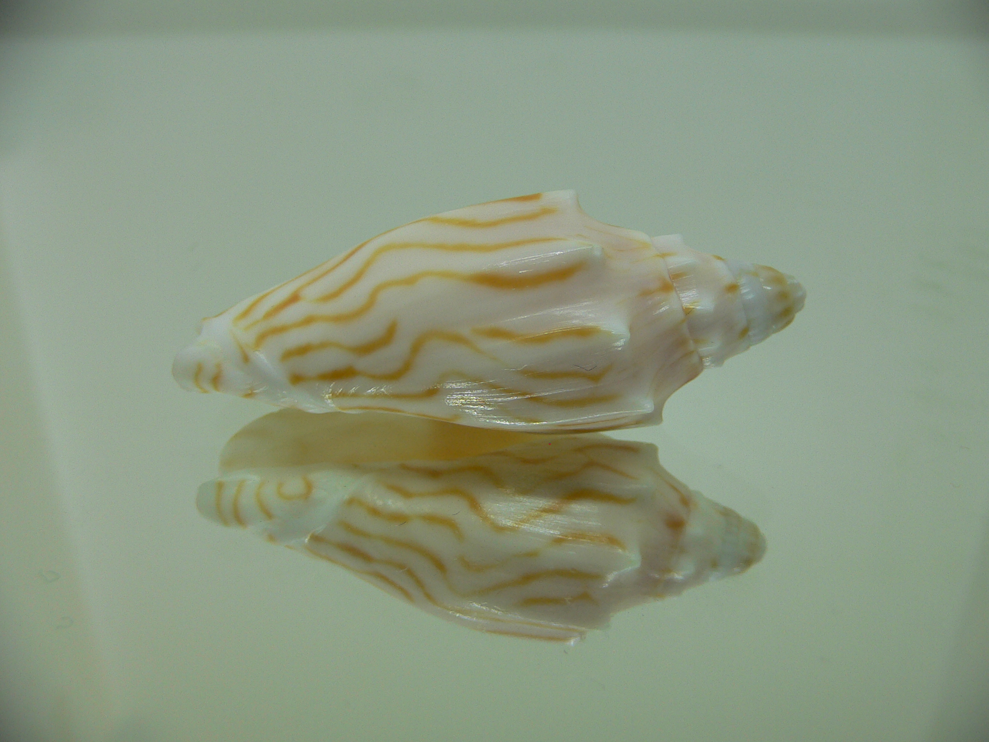 Cymbiola perplicata