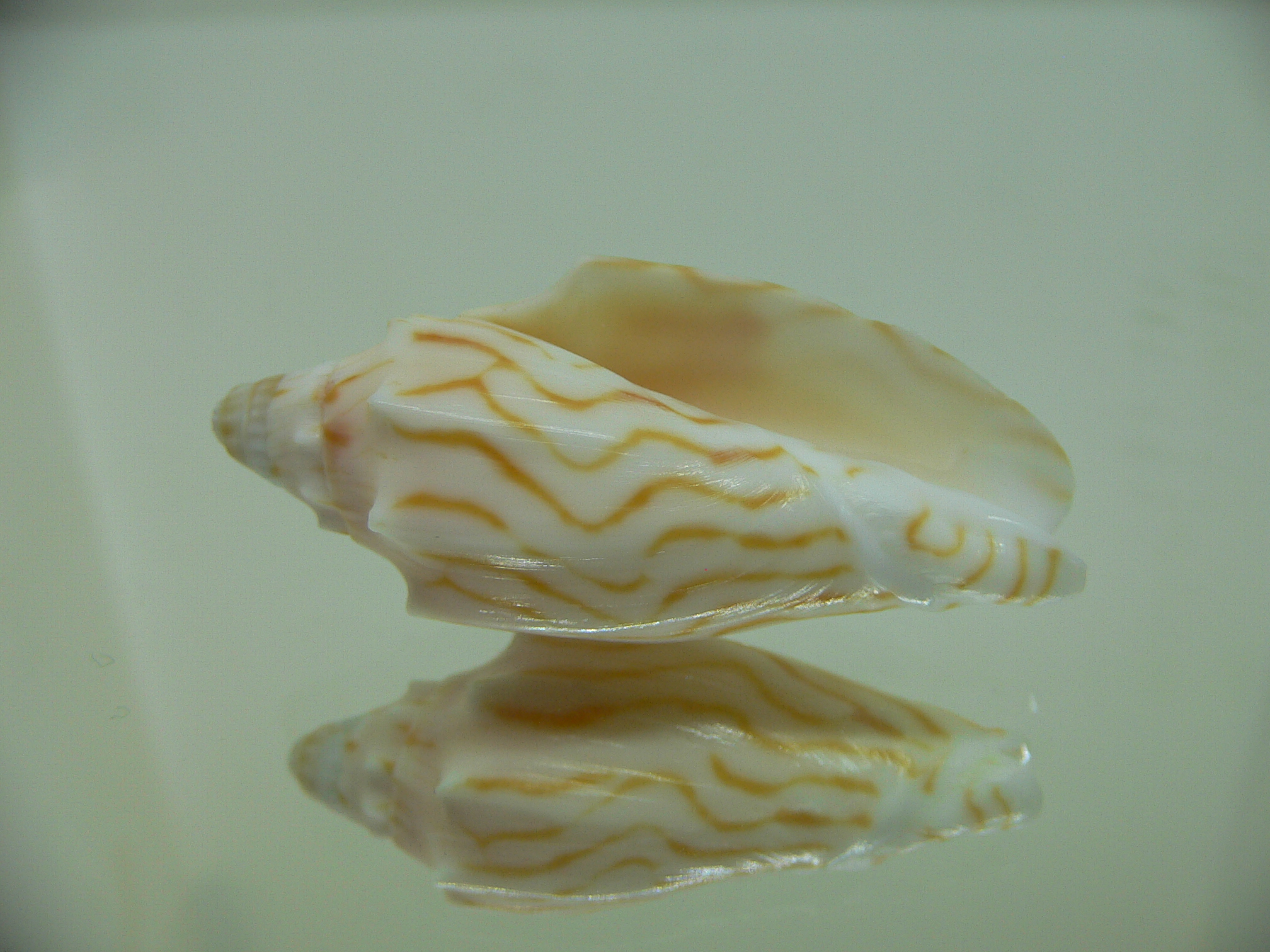 Cymbiola perplicata