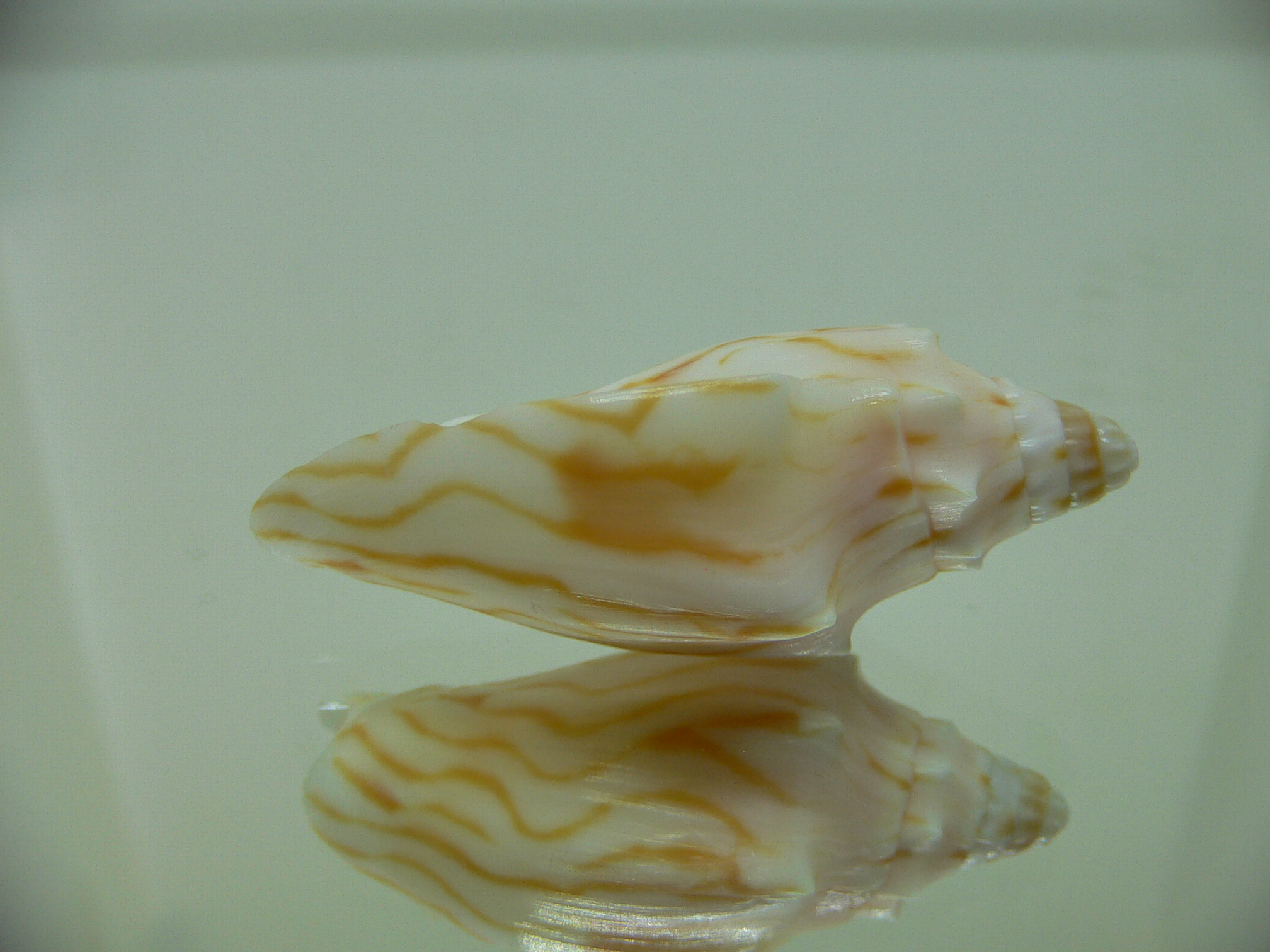 Cymbiola perplicata
