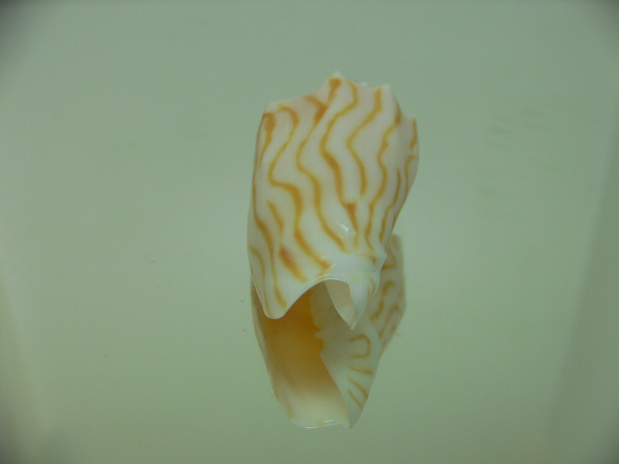 Cymbiola perplicata
