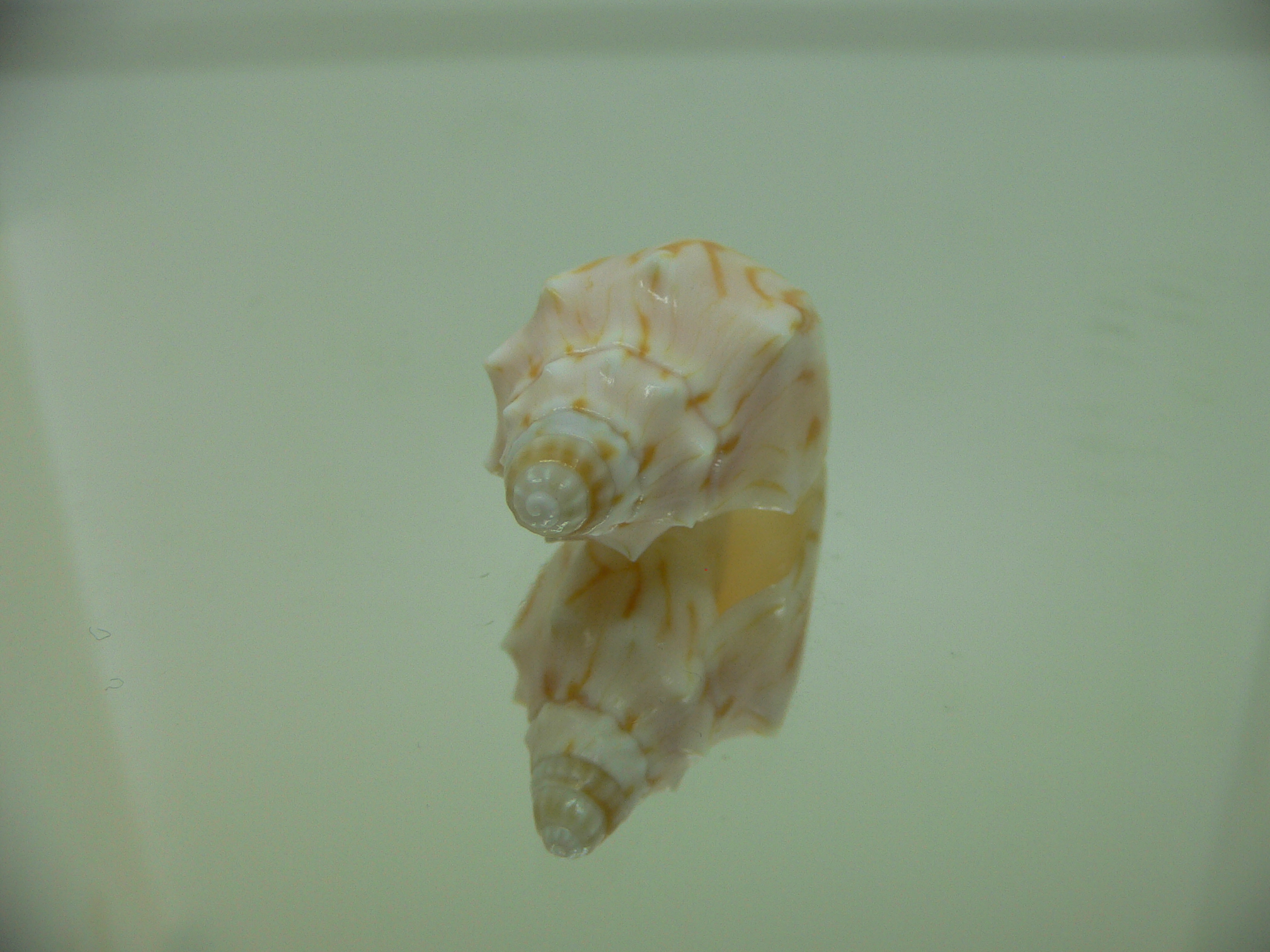 Cymbiola perplicata