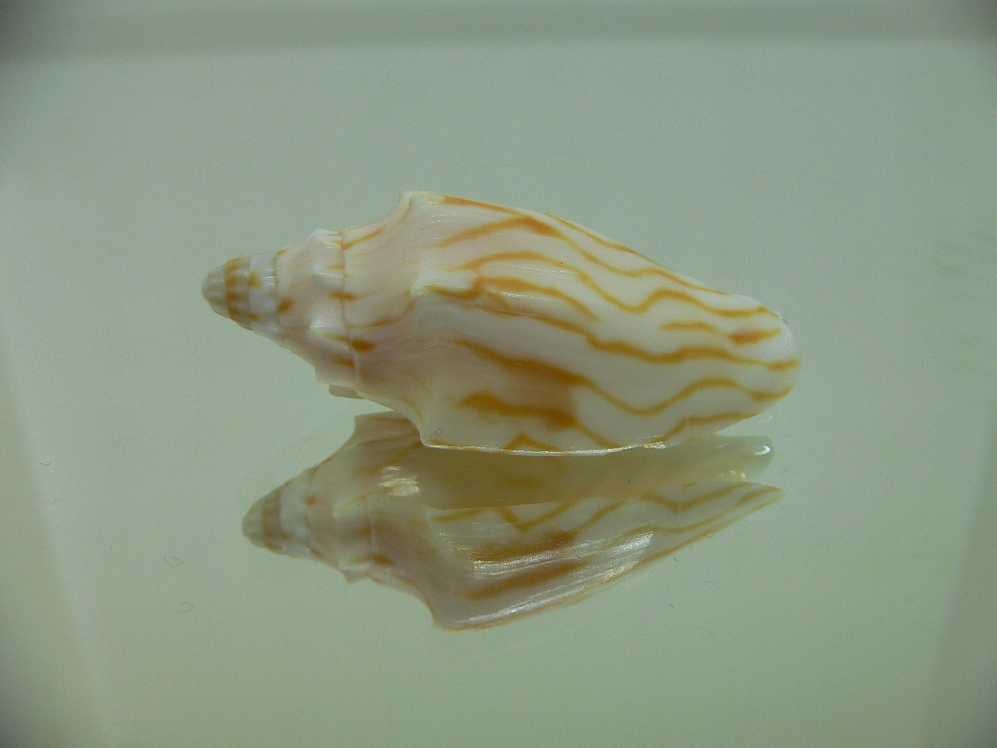 Cymbiola perplicata