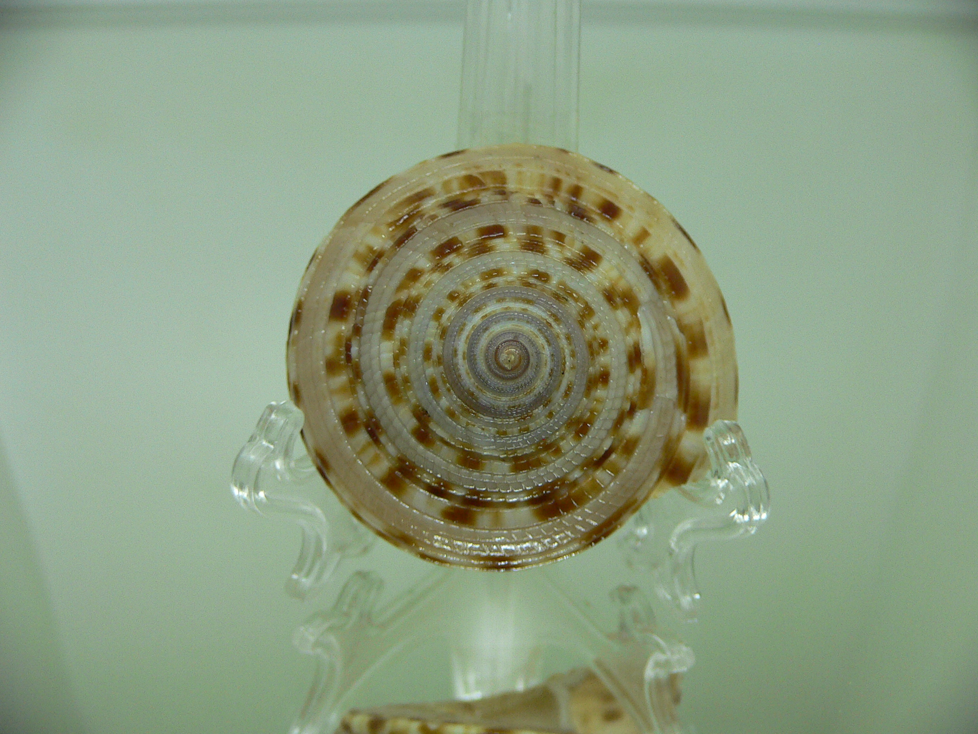 Architectonica gualtierii SPIRAL