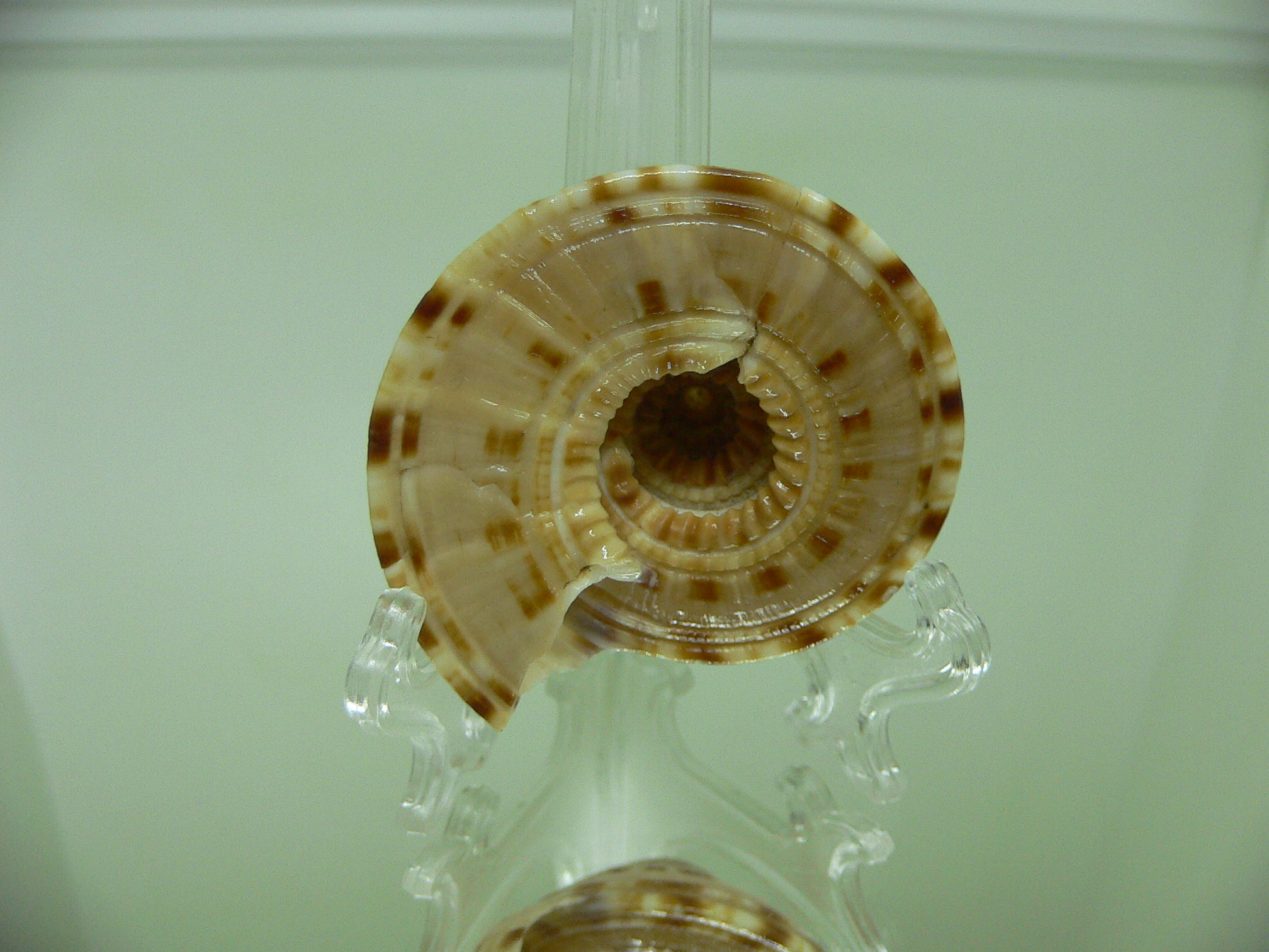 Architectonica gualtierii SPIRAL