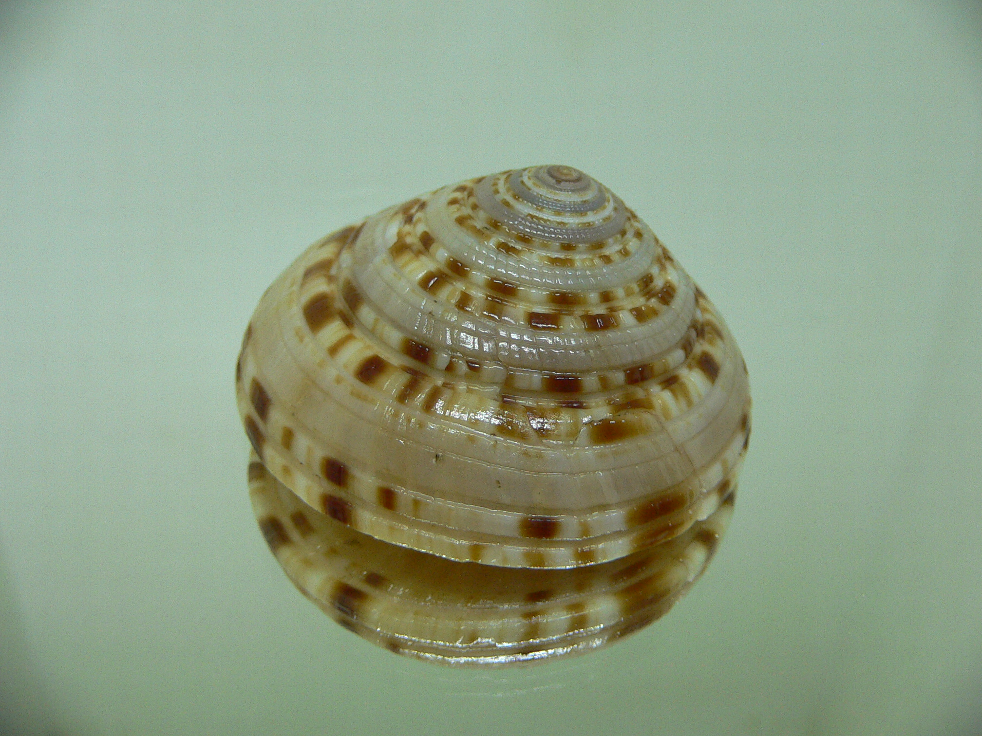 Architectonica gualtierii SPIRAL