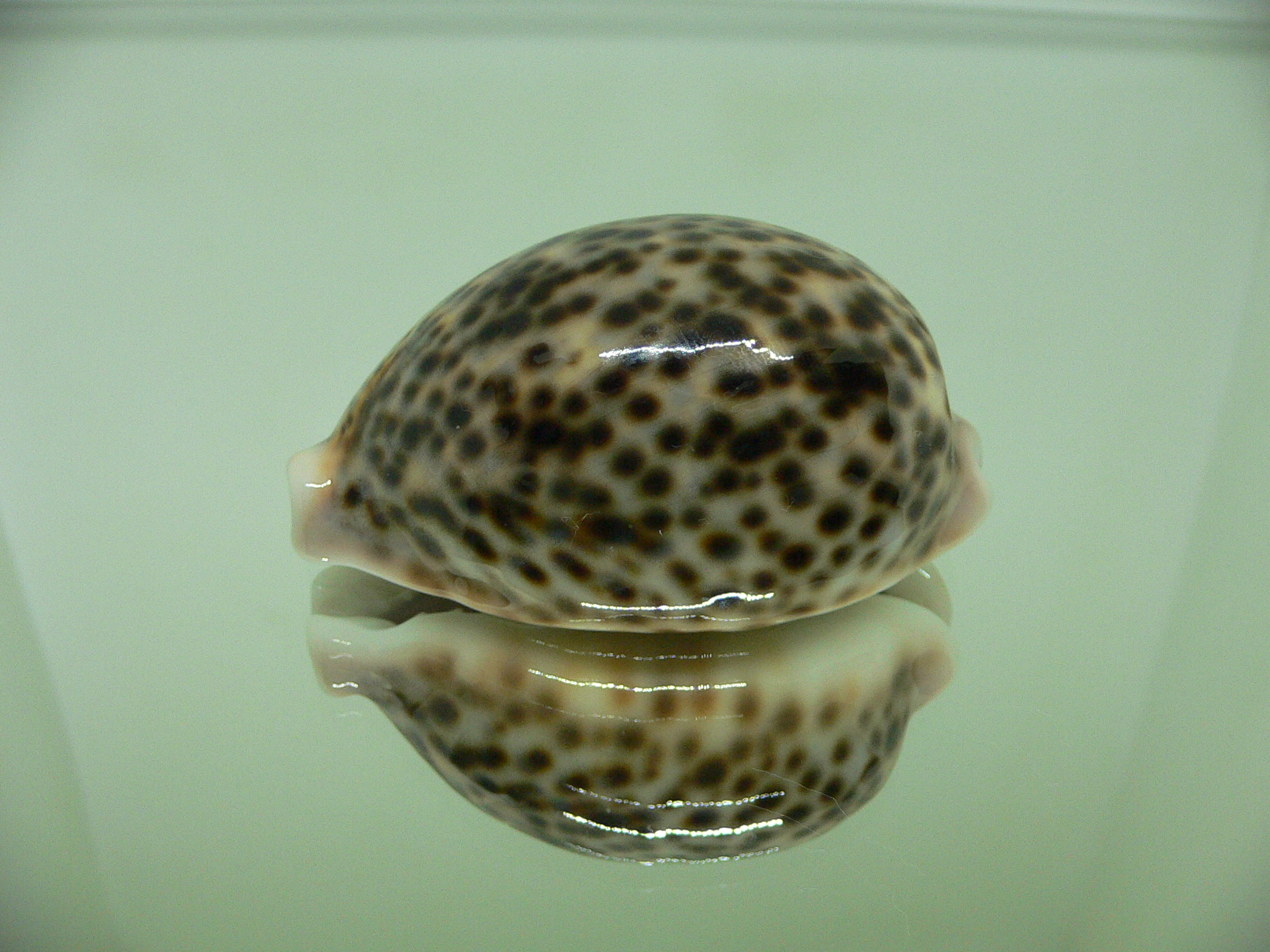 Cypraea pantherina SP. BICOLOR