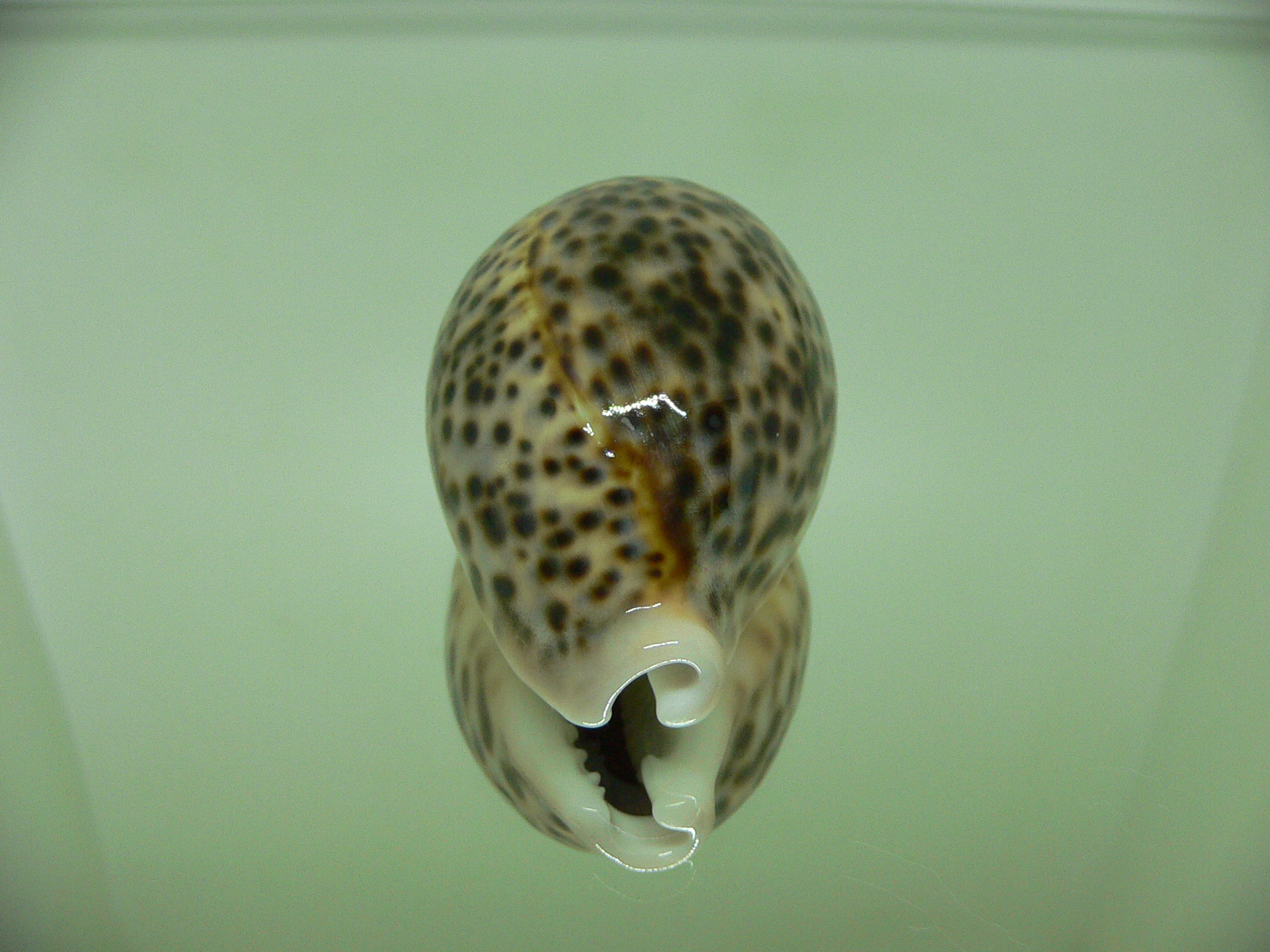 Cypraea pantherina SP. BICOLOR