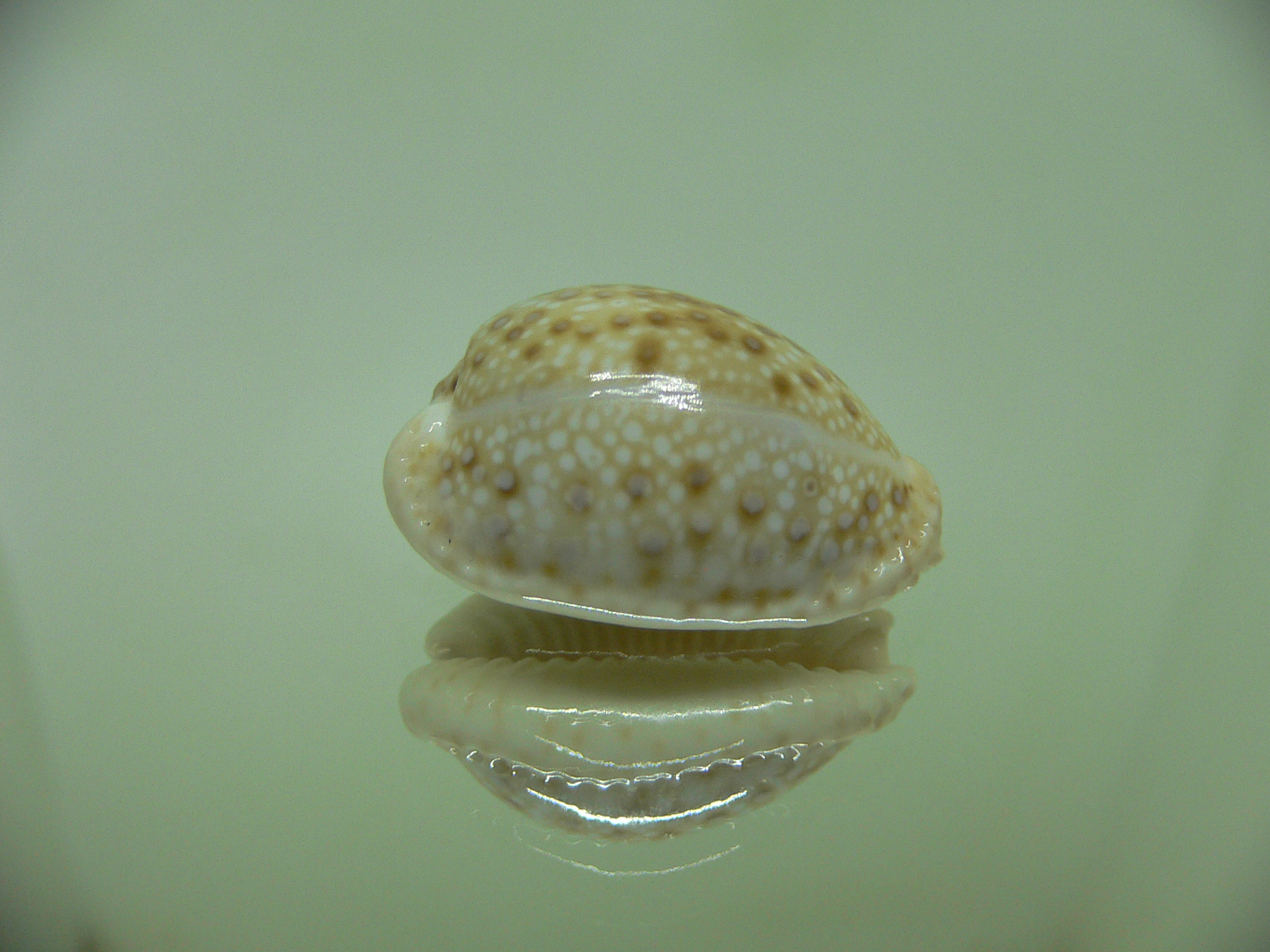 Cypraea marginalis SUPER