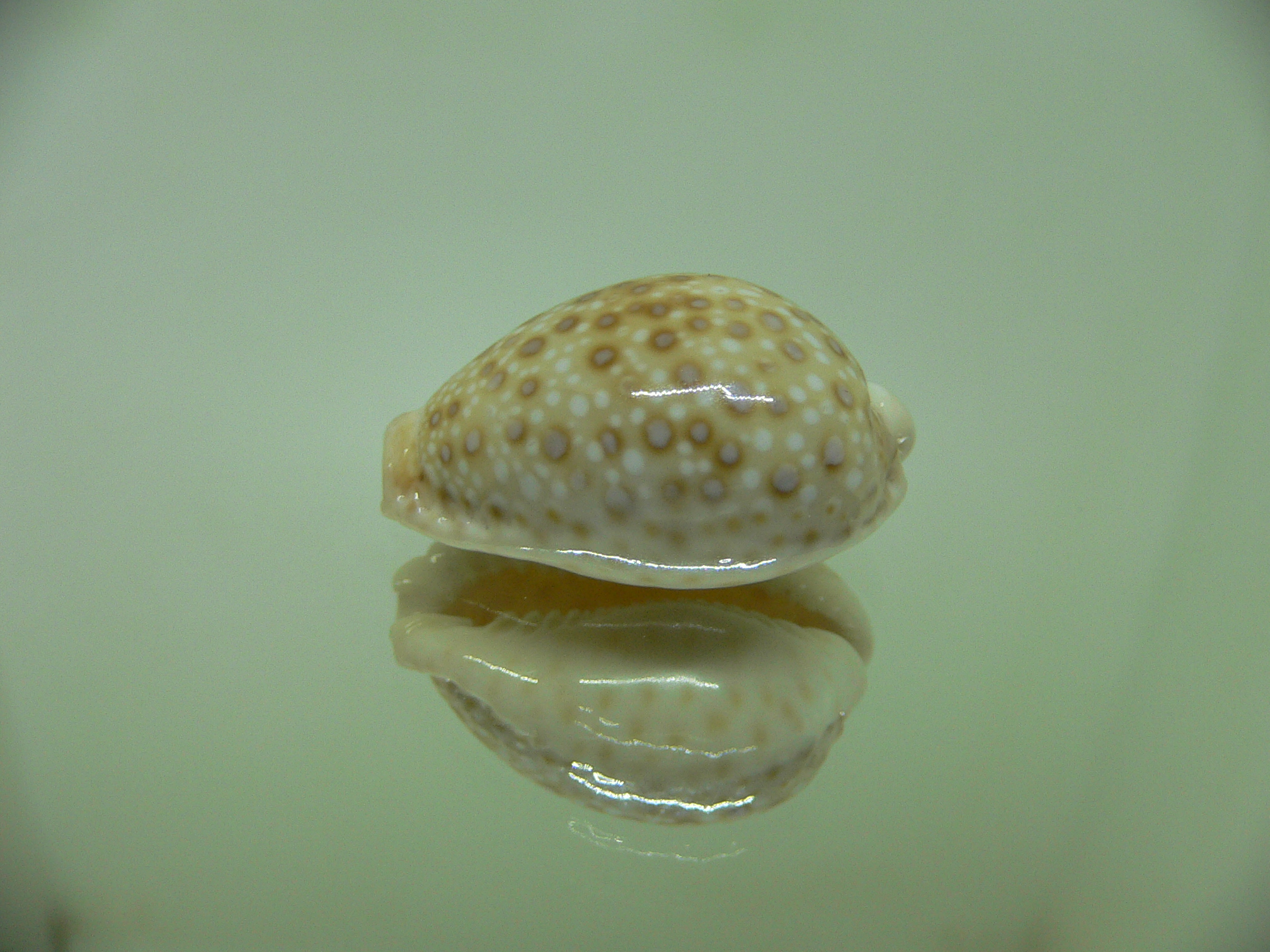 Cypraea marginalis SUPER