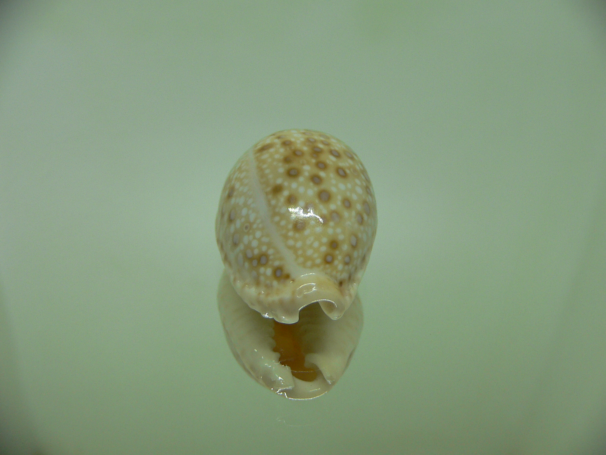 Cypraea marginalis SUPER