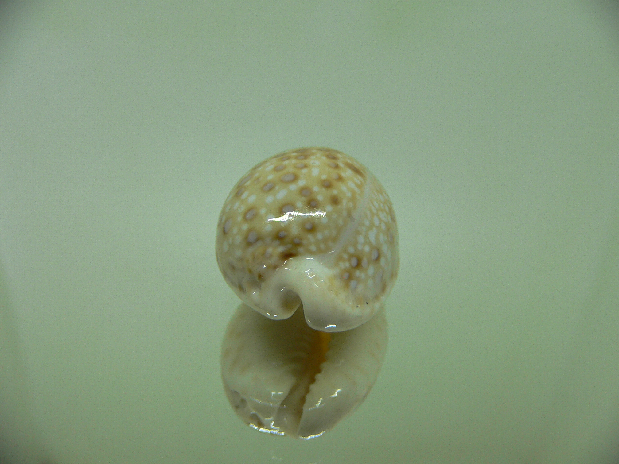 Cypraea marginalis SUPER