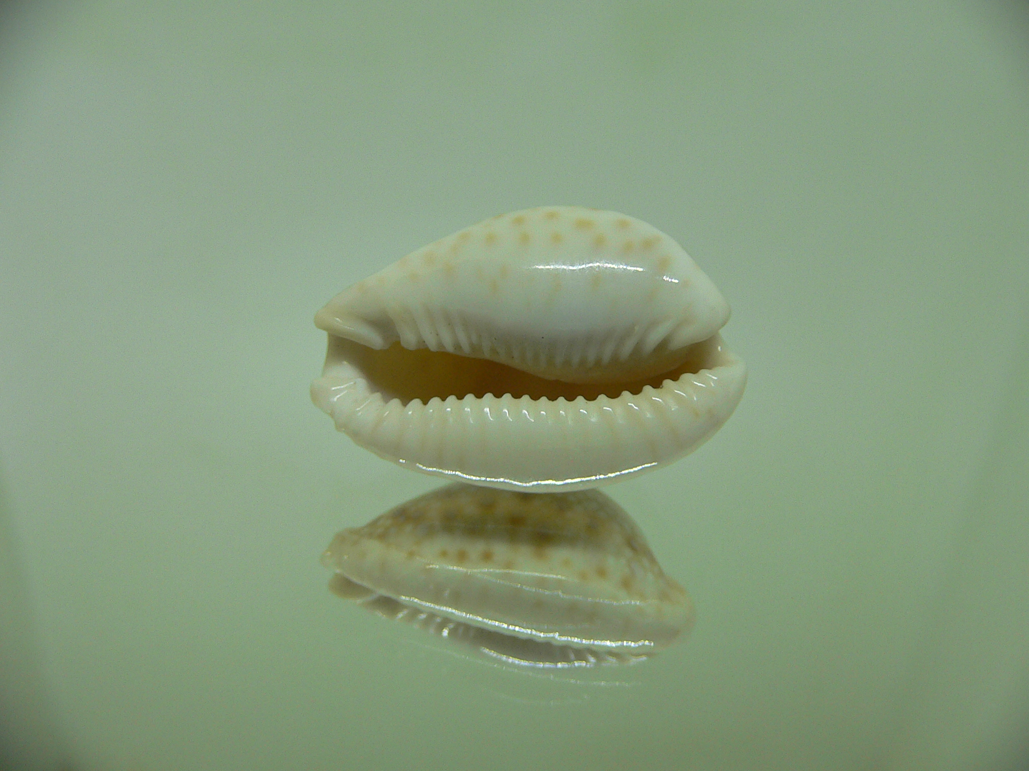 Cypraea marginalis SUPER