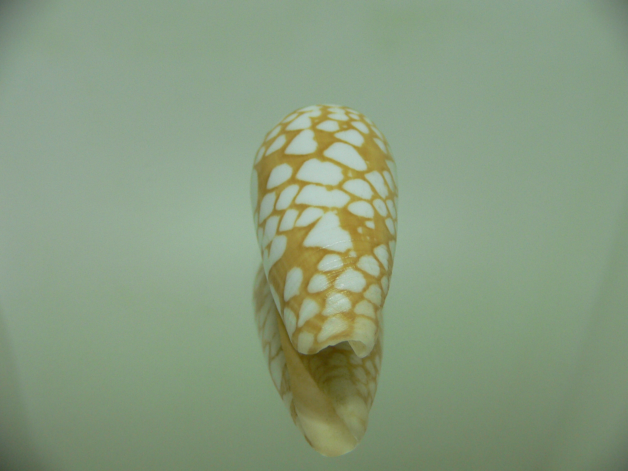 Conus cordigera