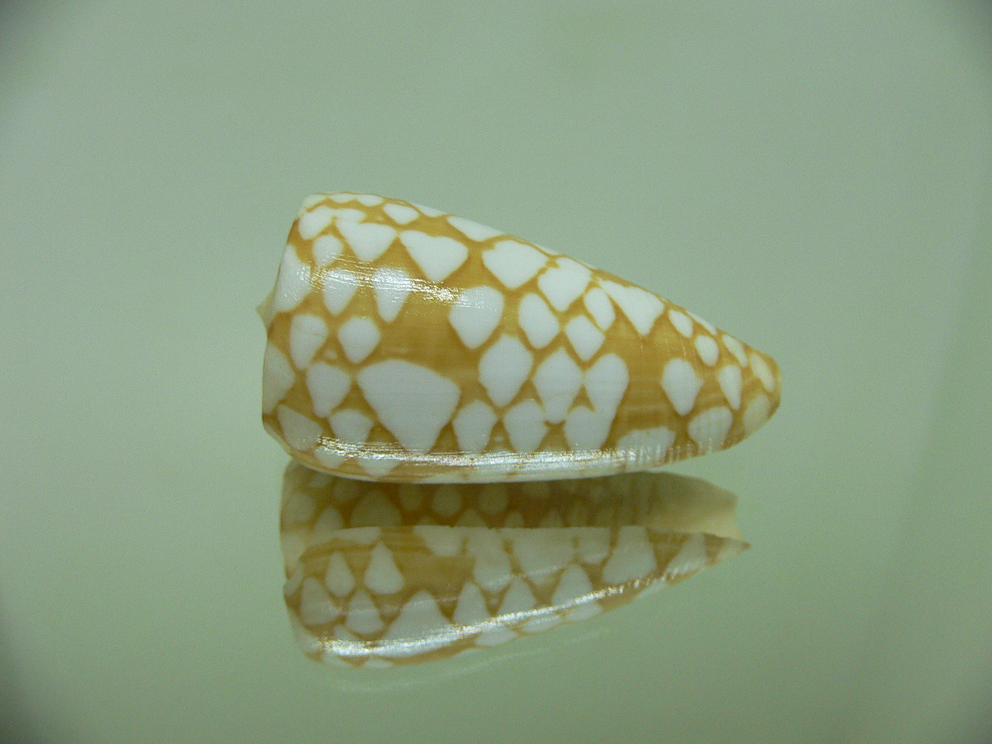 Conus cordigera