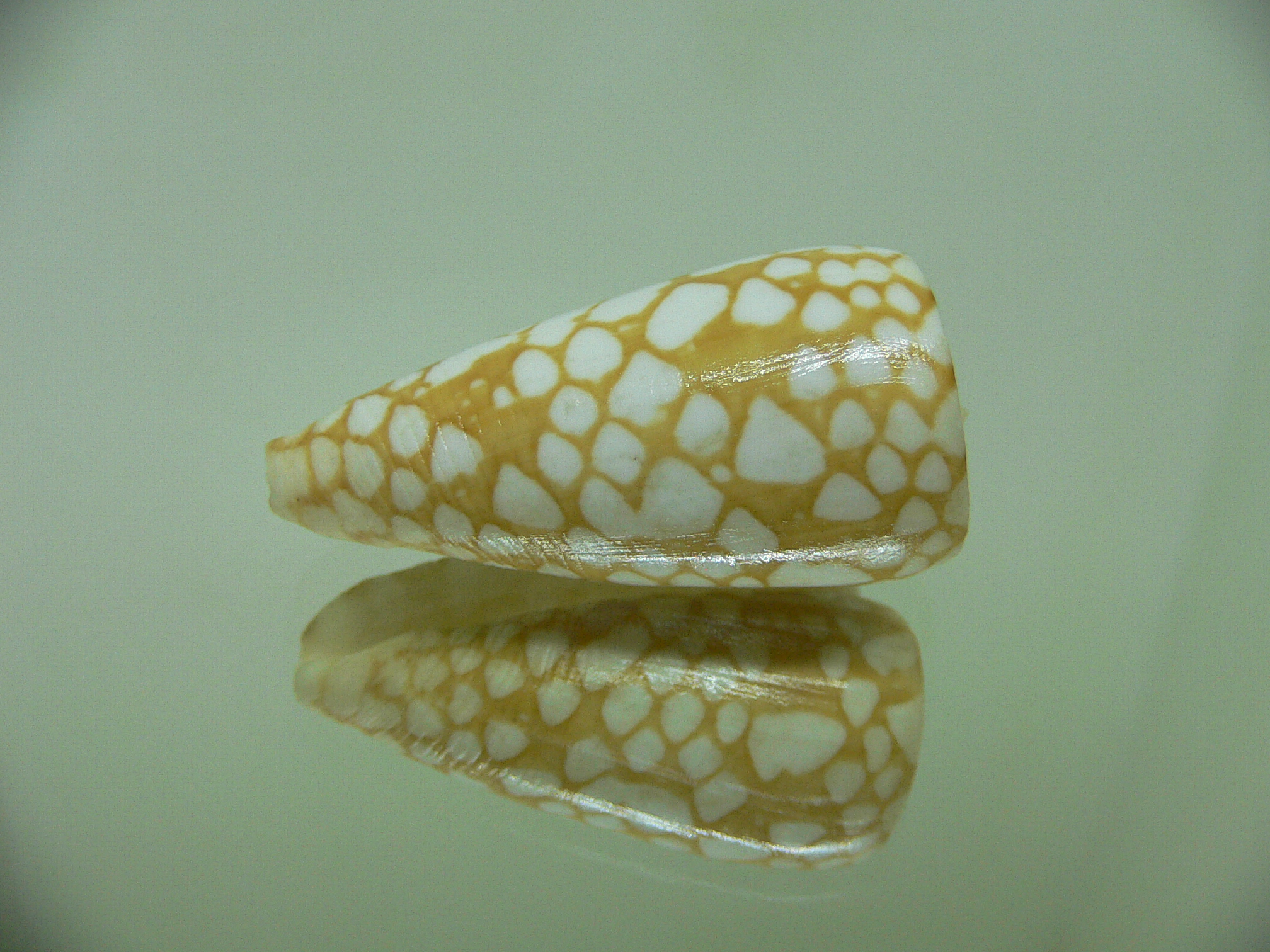 Conus cordigera