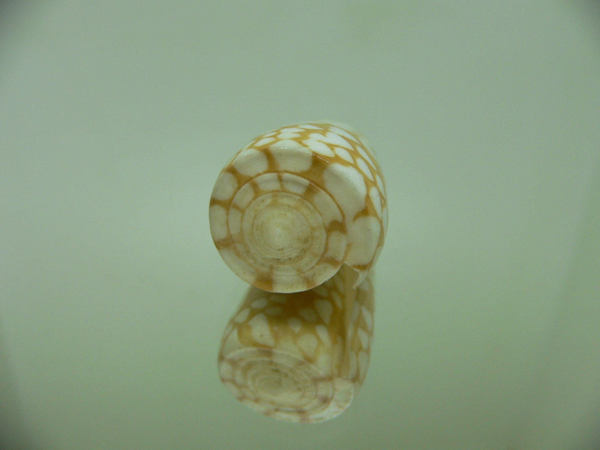 Conus cordigera