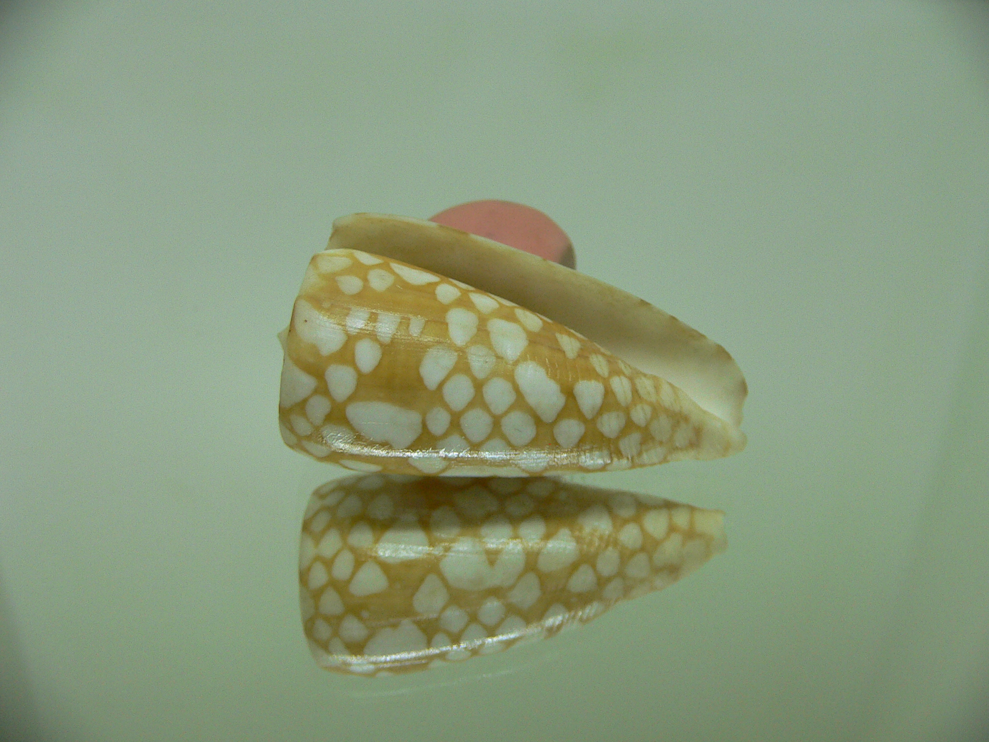 Conus cordigera