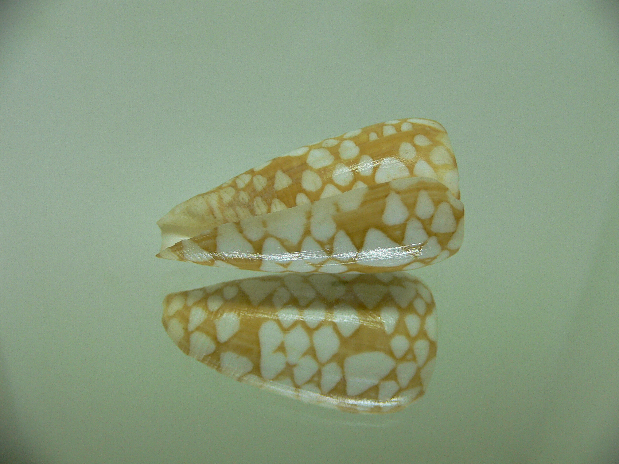 Conus cordigera