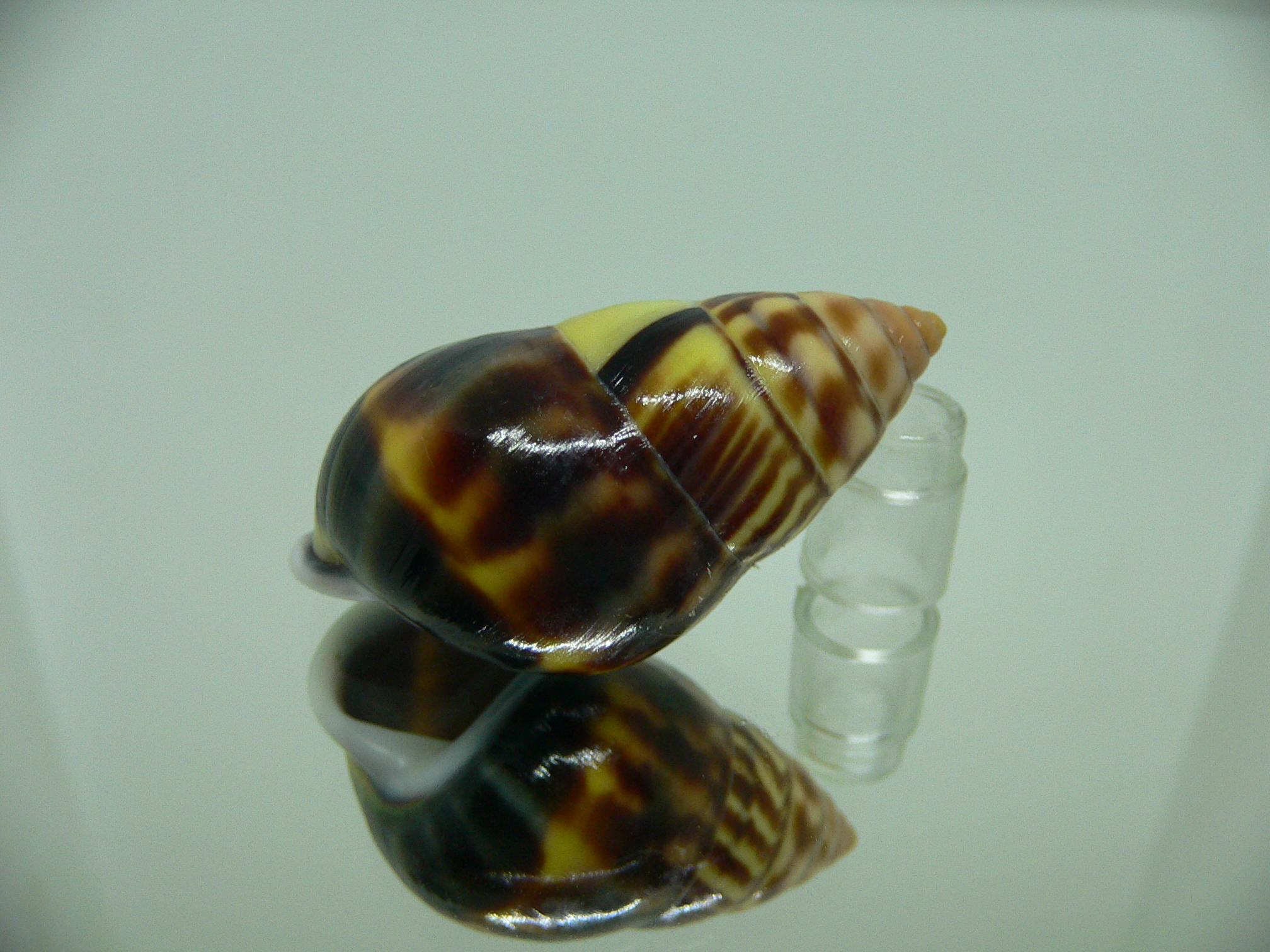 Amphidromus perversus melanoma