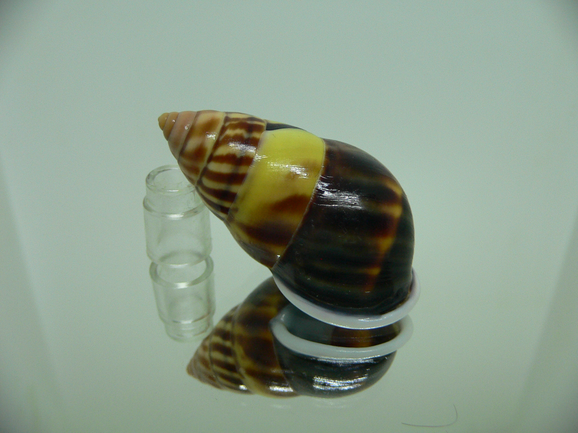 Amphidromus perversus melanoma