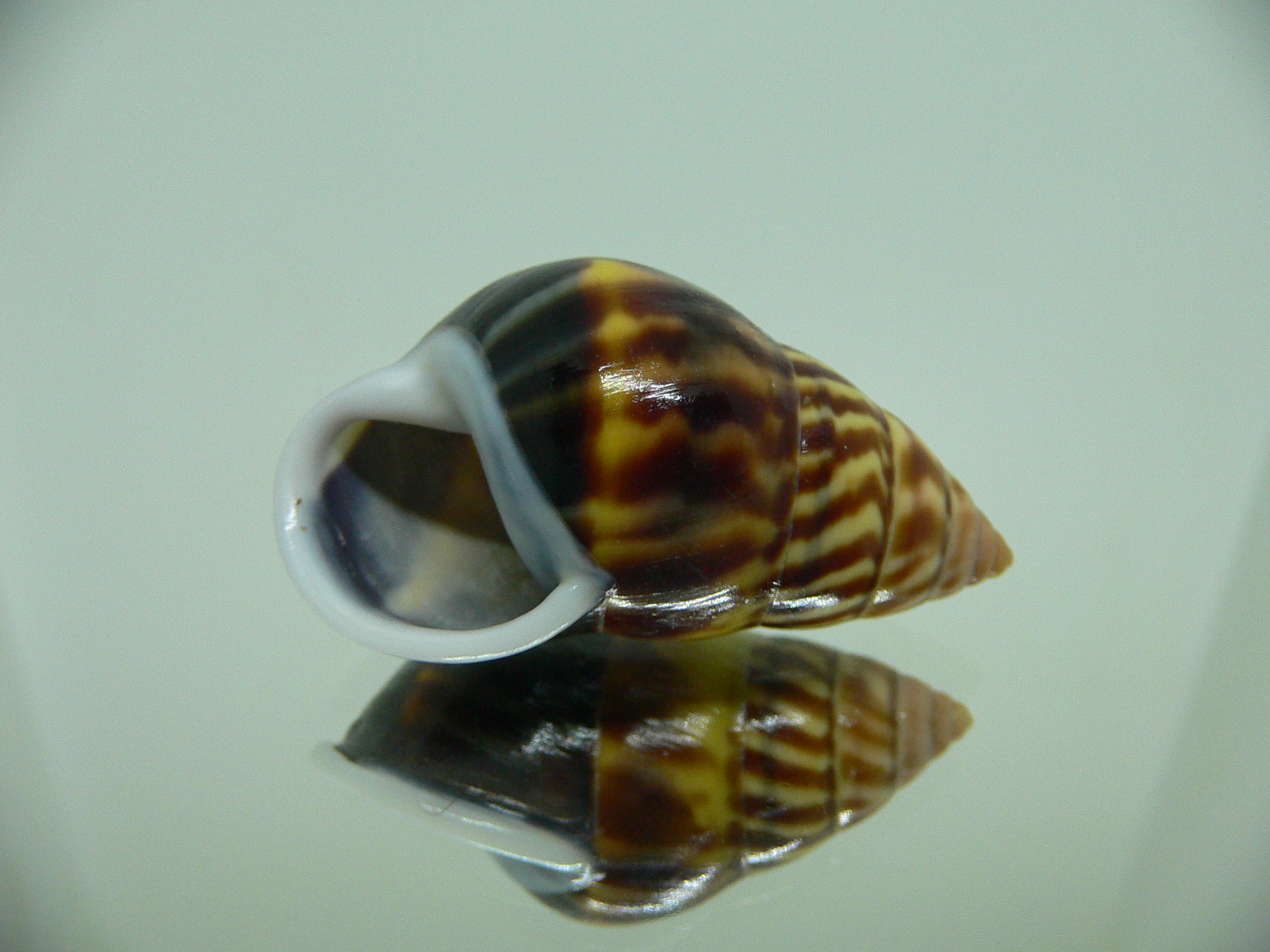Amphidromus perversus melanoma