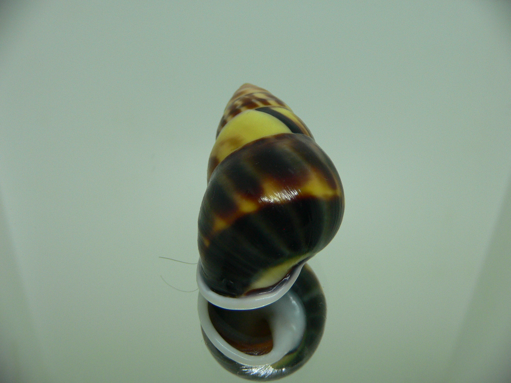 Amphidromus perversus melanoma