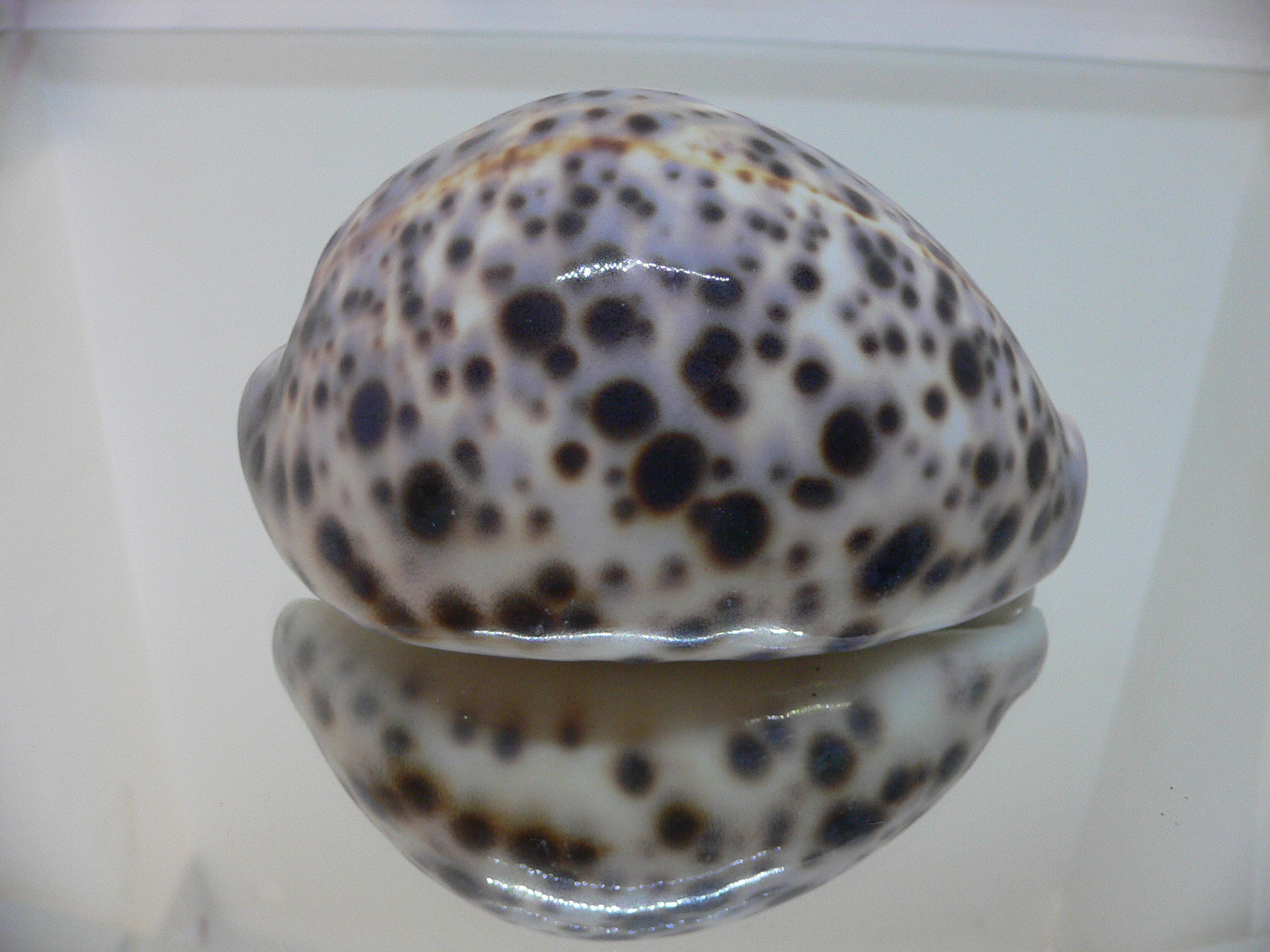 Cypraea tigris tigris VIOLET & BIG