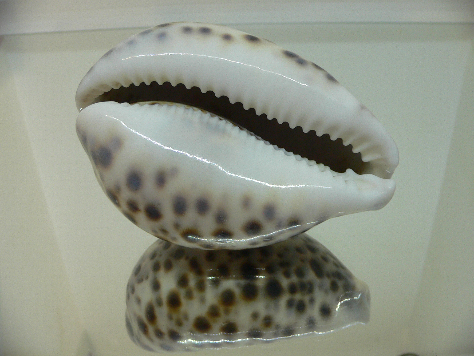 Cypraea tigris tigris VIOLET & BIG