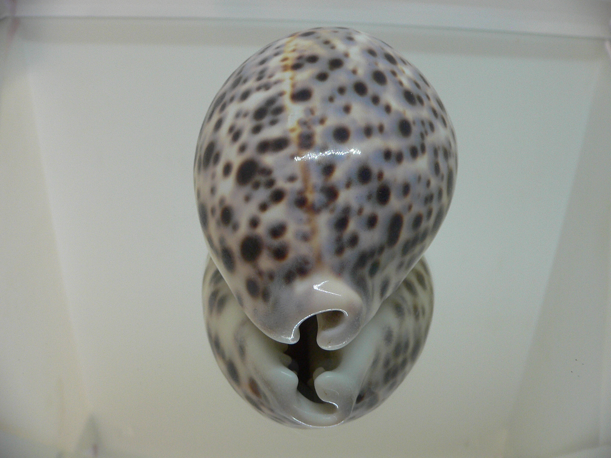 Cypraea tigris tigris VIOLET & BIG