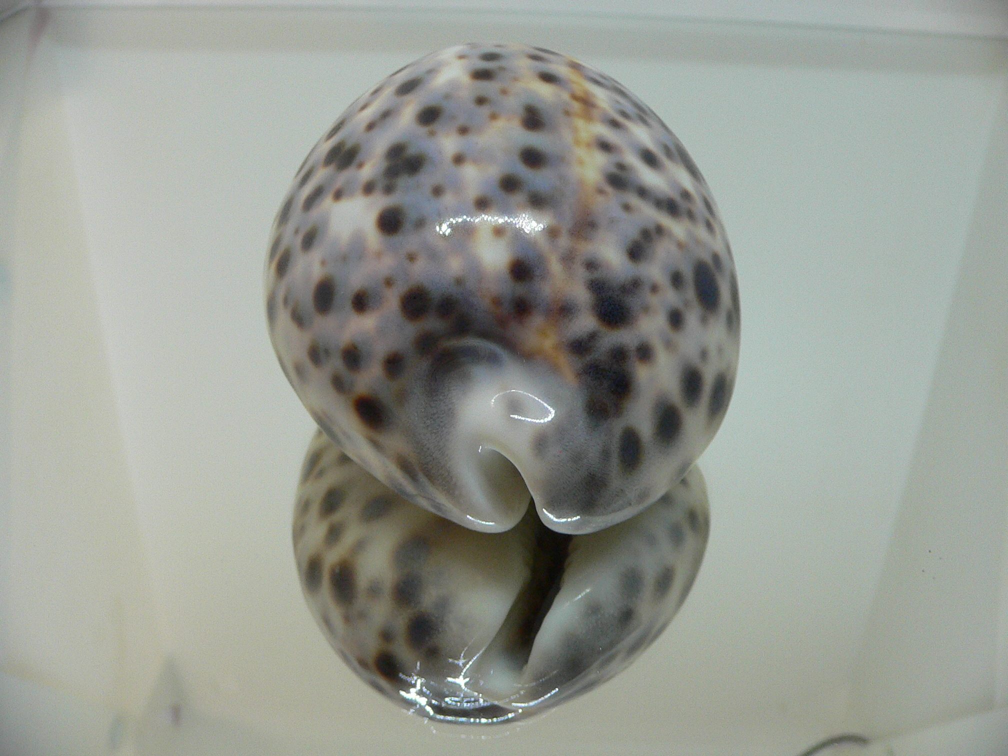 Cypraea tigris tigris VIOLET & BIG