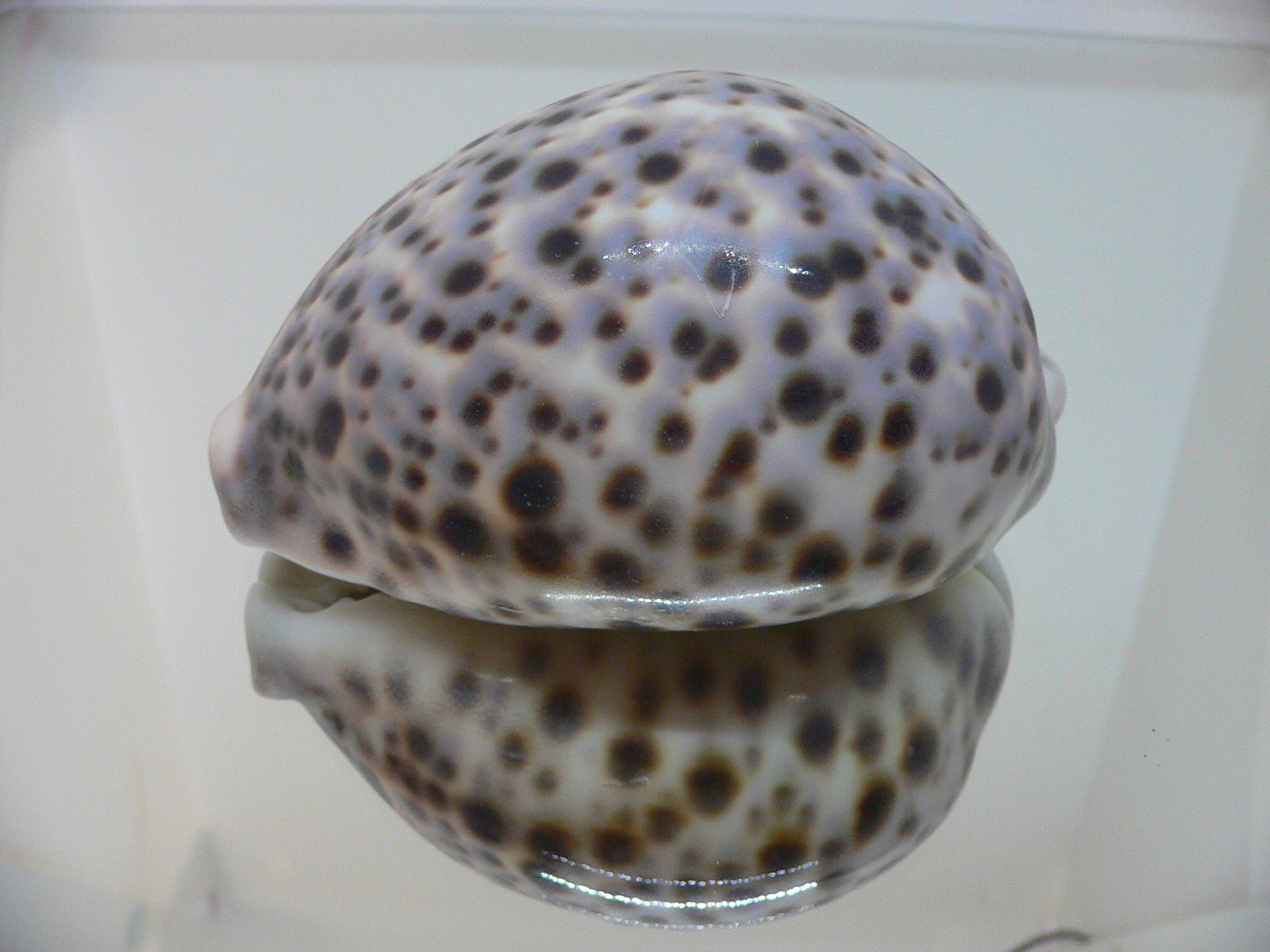 Cypraea tigris tigris VIOLET & BIG