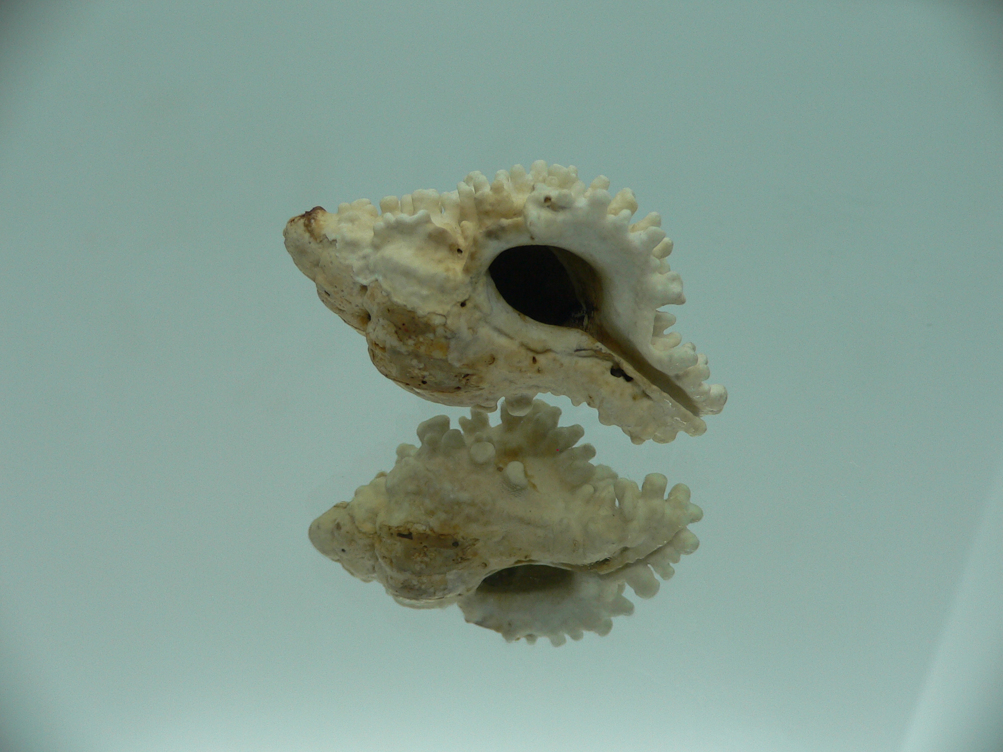 Hydrissa sodalis + Boreotrophon candelabrum