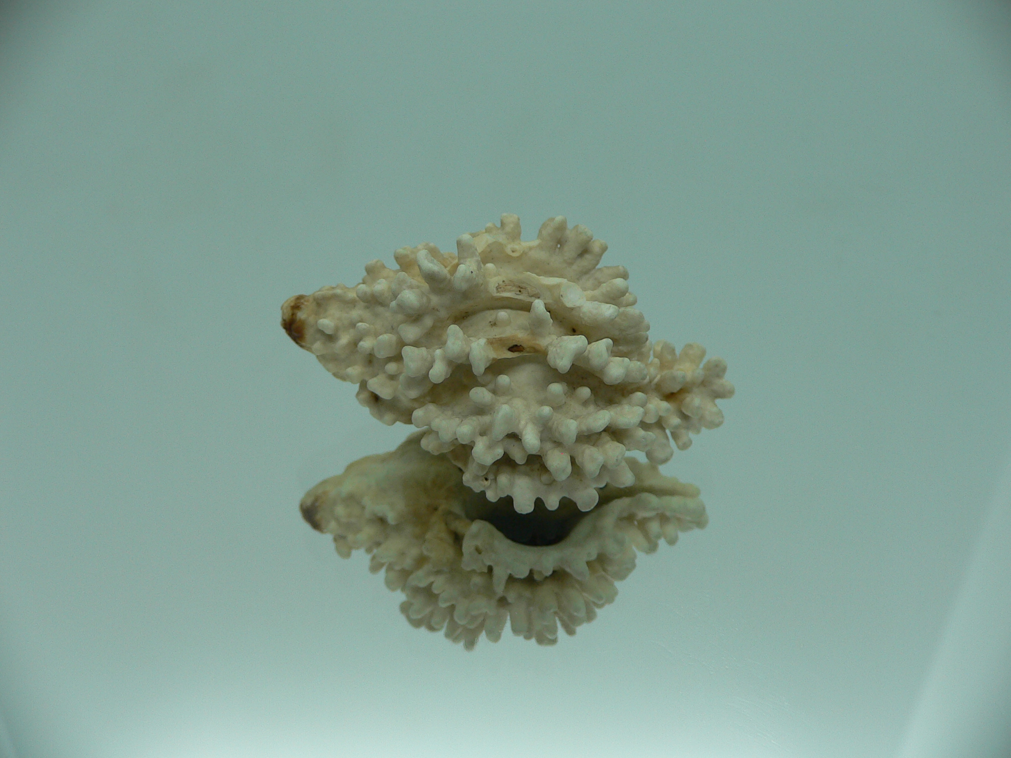 Hydrissa sodalis + Boreotrophon candelabrum